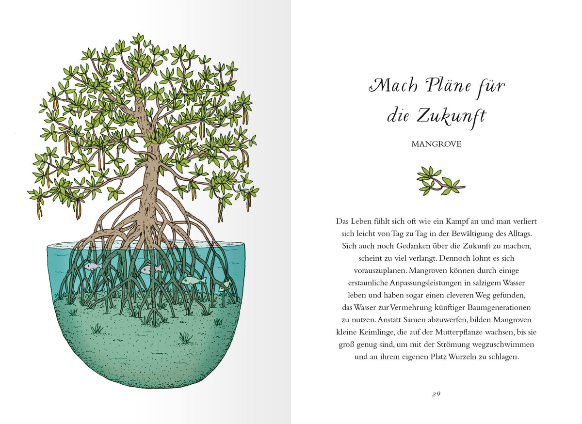 Gezeigt wird eine Innen- oder Zusatzansicht von „Uralte Weisheiten der Bäume“. Auf der linken Seite ist eine farbenfrohe Illustration einer Mangrove zu sehen, die ihre Wurzeln in einem aquamarinfarbenen Wasser hält. Die Wurzeln sind filigran und detailliert dargestellt. Rechts daneben befindet sich der Text „Mach Pläne für die Zukunft“ in einer eleganten, serifierten Schrift, die durch die Verwendung von Schwarz besonders hervorsticht. Hintergrund ist ein heller, neutraler Farbton.