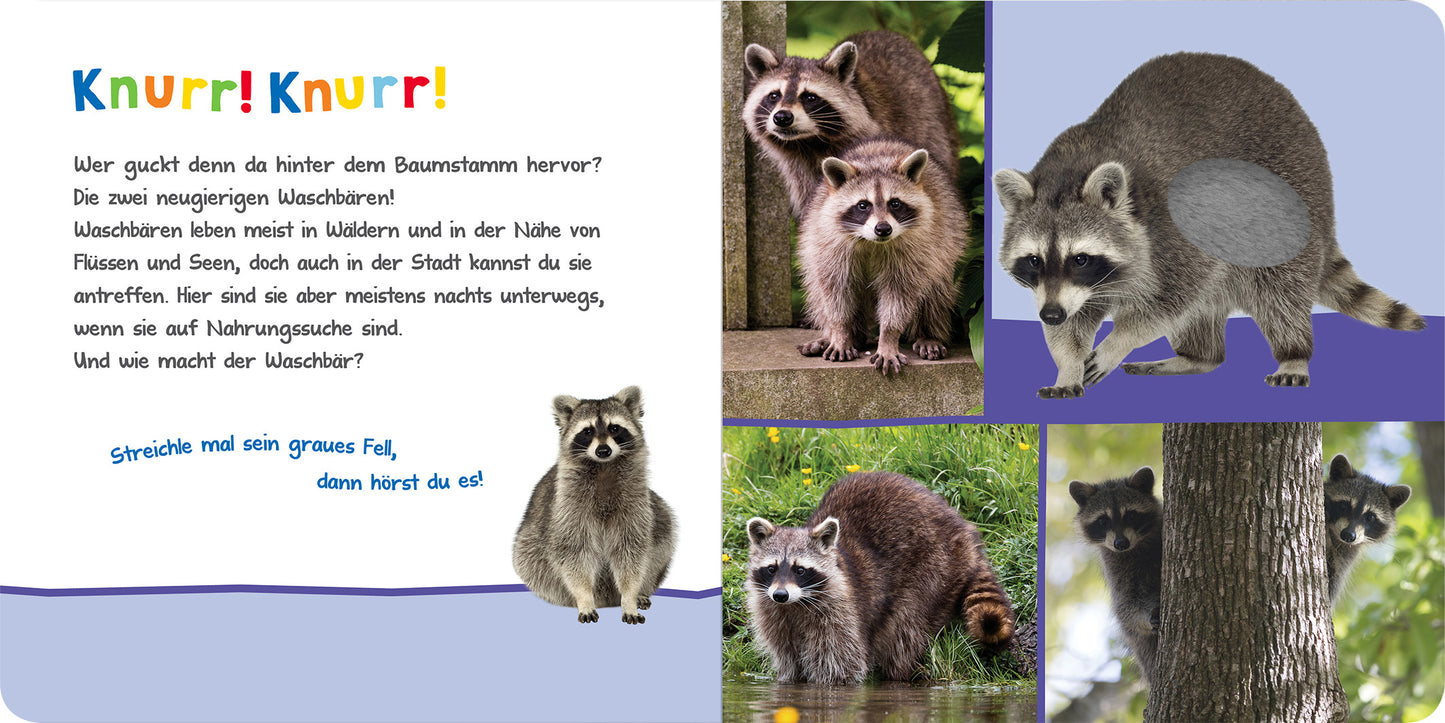 Gezeigt wird eine Innen- oder Zusatzansicht von „Hör mal rein, wer kann das sein? – Kuschelige Tiere“. Die Seite zeigt einen bunten Hintergrund mit blau- und lilafarbigen Elementen. Links befindet sich ein Textblock mit dem Titel „Knurr! Knurr!“ in großen, bunten Buchstaben. Um den Text sind mehrere Fotos von Waschbären angeordnet, die in verschiedenen Posen und Umgebungen dargestellt sind. Die Schrift ist klar und gut lesbar, während die Bilder freundliche, verspielte...