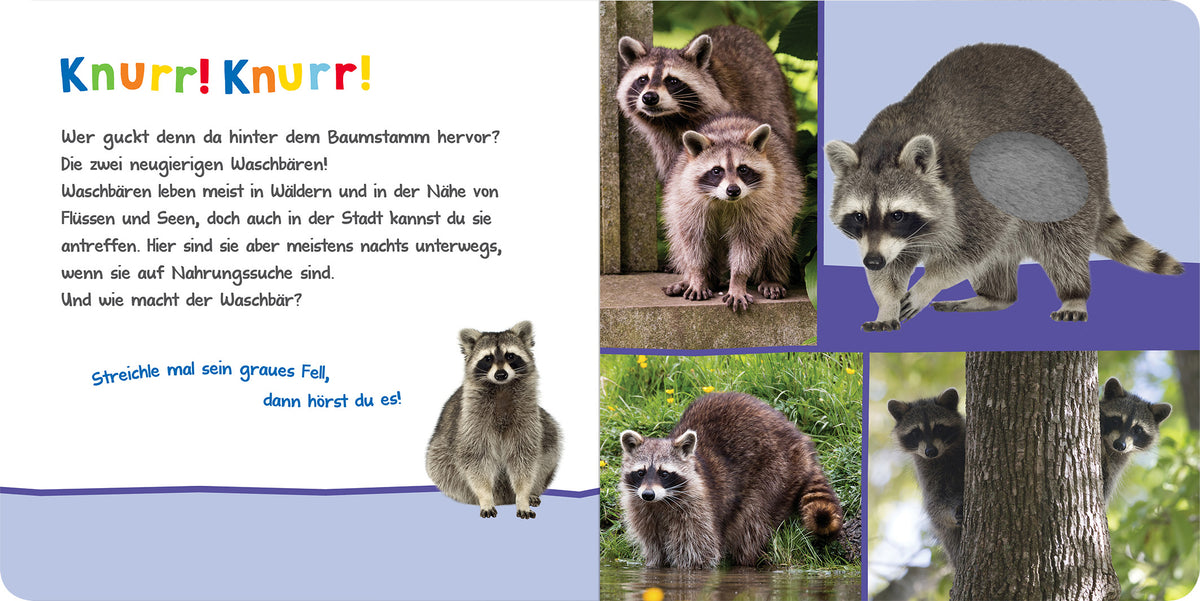 Gezeigt wird eine Innen- oder Zusatzansicht von „Hör mal rein, wer kann das sein? – Kuschelige Tiere“. Die Seite zeigt einen bunten Hintergrund mit blau- und lilafarbigen Elementen. Links befindet sich ein Textblock mit dem Titel „Knurr! Knurr!“ in großen, bunten Buchstaben. Um den Text sind mehrere Fotos von Waschbären angeordnet, die in verschiedenen Posen und Umgebungen dargestellt sind. Die Schrift ist klar und gut lesbar, während die Bilder freundliche, verspielte...