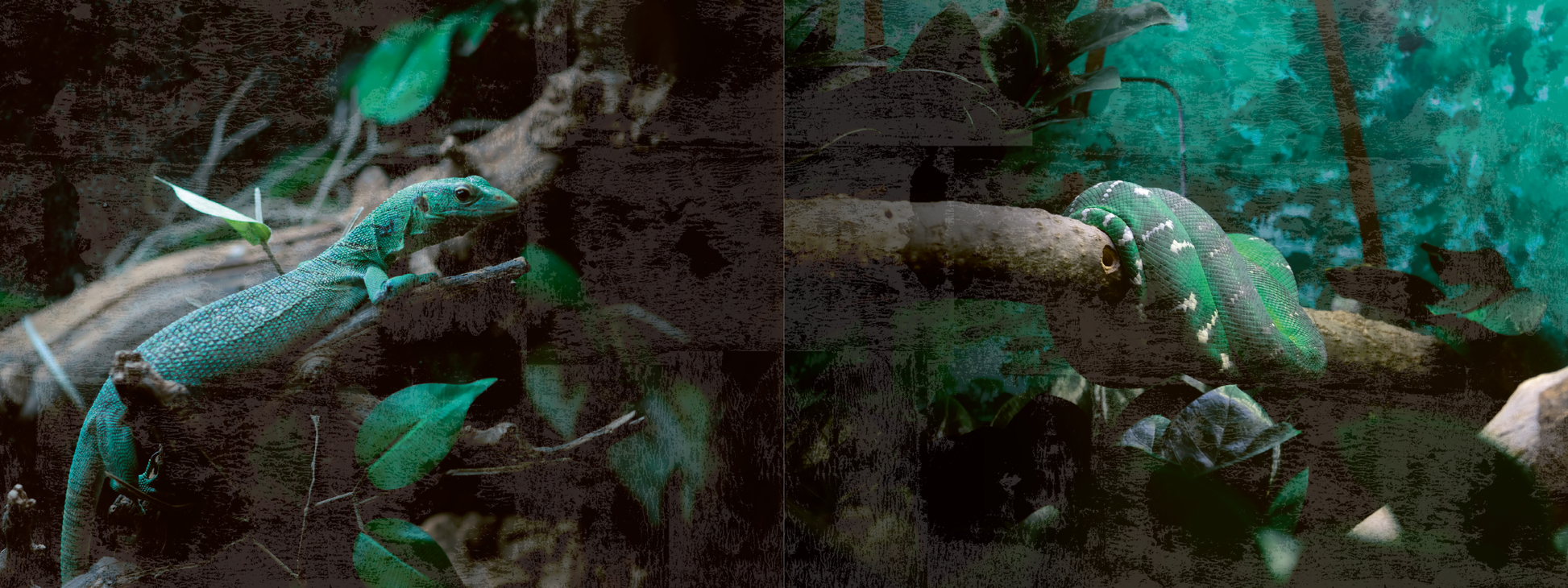 Gezeigt wird eine Innen- oder Zusatzansicht von „Escape Room. Die dunkle Insel“. Die Szene zeigt zwei Arten von Reptilien auf Ästen in einer üppigen, grünen Umgebung. Der Hintergrund ist in verschiedenen Tönen von Grün und Blau gehalten, was eine geheimnisvolle und dichte Atmosphäre schafft.