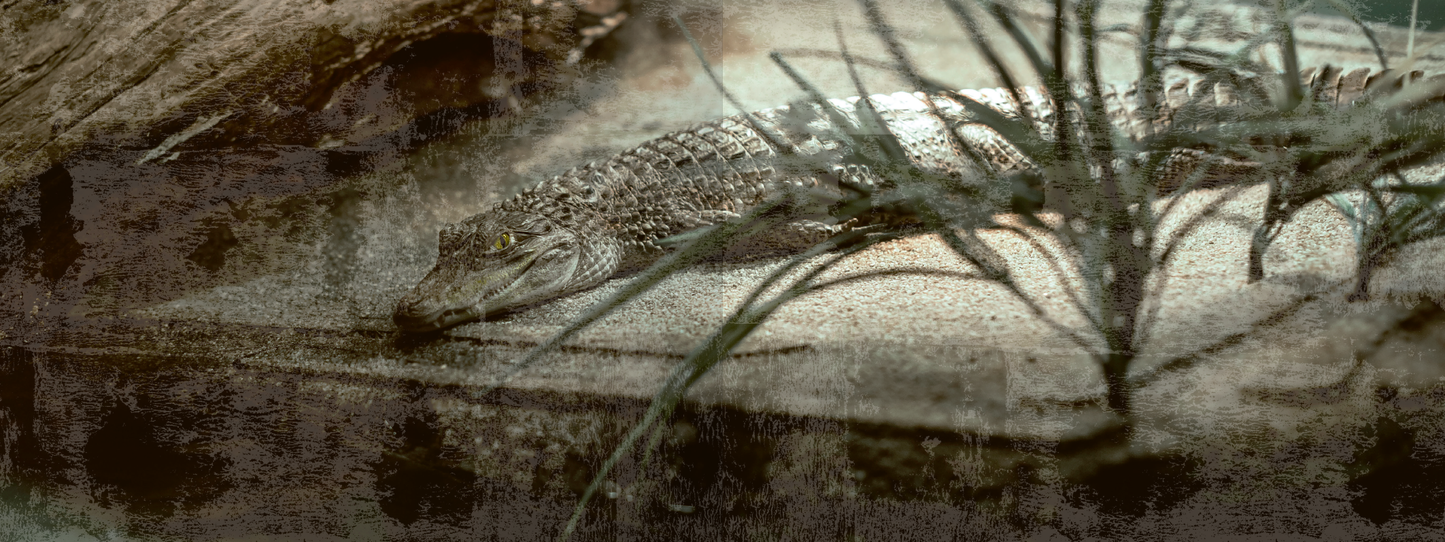 Gezeigt wird eine Innen- oder Zusatzansicht von „Escape Room. Die dunkle Insel“. Der Hintergrund ist in tiefen, dunklen Grüntönen gehalten, die an eine geheimnisvolle Atmosphäre erinnern. Im Vordergrund ist ein Krokodil am Ufer einer Wasserfläche zu sehen, umgeben von spärlichem, grünem Gras.