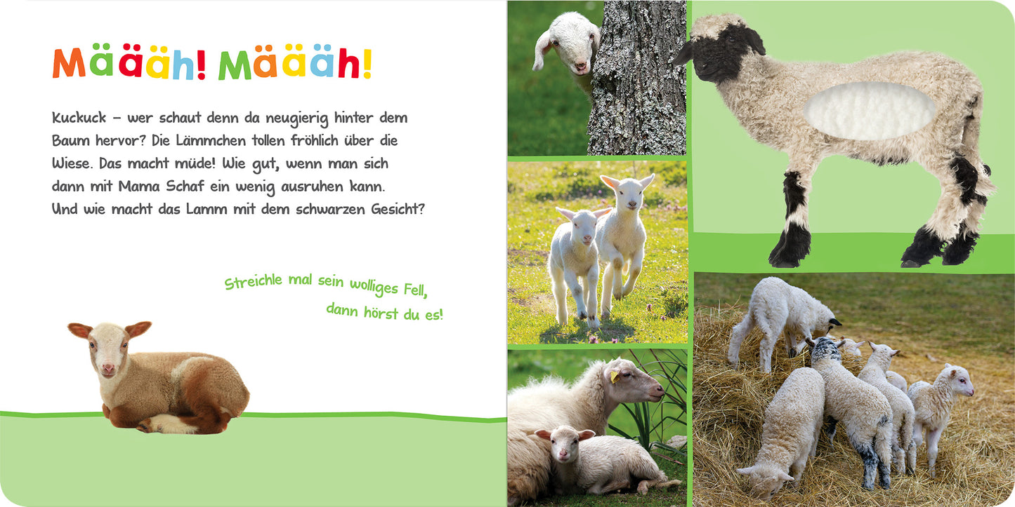 Gezeigt wird eine Innen- oder Zusatzansicht von „Hör mal rein, wer kann das sein? – Im Frühling“. Auf der linken Seite steht die farbenfrohe Überschrift „Määäh! Määäh!“ in grüner Schrift. Darunter ist ein niedliches Lamm abgebildet, das auf einem hellgrünen Streifen liegt. Die rechte Seite zeigt mehrere Bilder von Schafen in verschiedenen Posen: einige grasen, andere spielen. Die farbenfrohe Gestaltung und die verspielte Typografie fördern die Ansprache und Interaktivität.