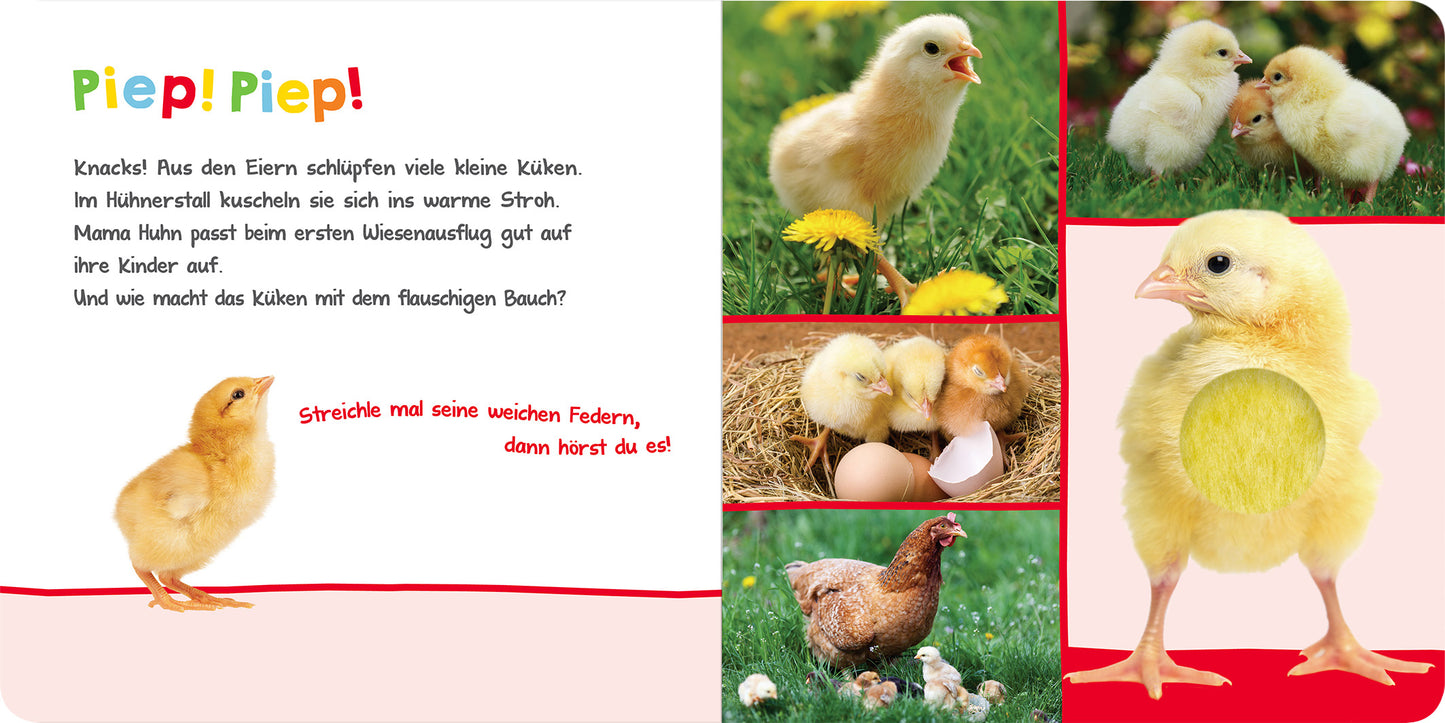 Gezeigt wird eine Innen- oder Zusatzansicht von „Hör mal rein, wer kann das sein? – Im Frühling“. Die Seite enthält eine lebendige, farbenfrohe Gestaltung mit einem Hintergrund in sanften Pastelltönen. Links steht der Titel „Piep! Piep!“ in hellem Rot, umgeben von Text über das Schlüpfen von Küken. Auf der rechten Seite sind mehrere Fotos von Küken in verschiedenen Szenen, die die Neugierde und den Frühling symbolisieren, zu sehen. Die Schrift ist klar und gut lesbar.