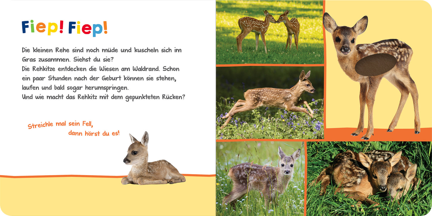Gezeigt wird eine Innen- oder Zusatzansicht von „Hör mal rein, wer kann das sein? – Im Frühling“. Die Seite präsentiert bunte Illustrationen von Rehkitzen in verschiedenen Posen. Über einem hellen Hintergrund hebt sich der Titel „Fiep! Fiep!“ in freundlichen, bunten Buchstaben ab. Die Texte in großer, gut lesbarer Schrift erklären das Verhalten der Rehkitz. Die Bilder sind lebhaft und zeigen die Tiere in der natürlichen Umgebung, was eine fröhliche und einladende Atmosphäre...
