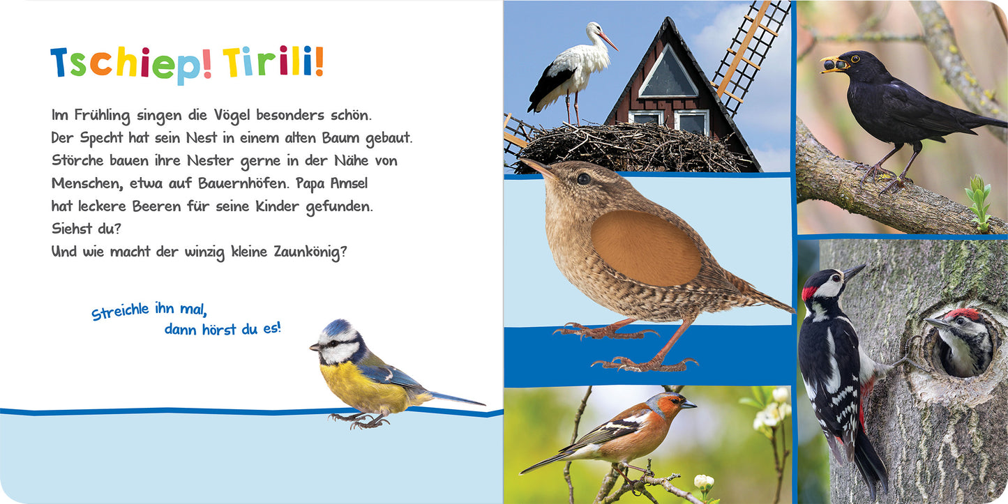 Gezeigt wird eine Innen- oder Zusatzansicht von „Hör mal rein, wer kann das sein? – Im Frühling“. Die Seite ist bunt gestaltet mit einer Mischung aus Illustrationen und Text. Auf der linken Seite steht in ansprechender, farbiger Typografie „Tschiep! Tirili!“ und es folgen kurze, kindgerechte Texte über Vögel im Frühling. Auf der rechten Seite sind verschiedene Vögel wie ein Storch, ein Zaunkönig und ein Specht abgebildet, umgeben von sanften Erd- und Grüntönen.