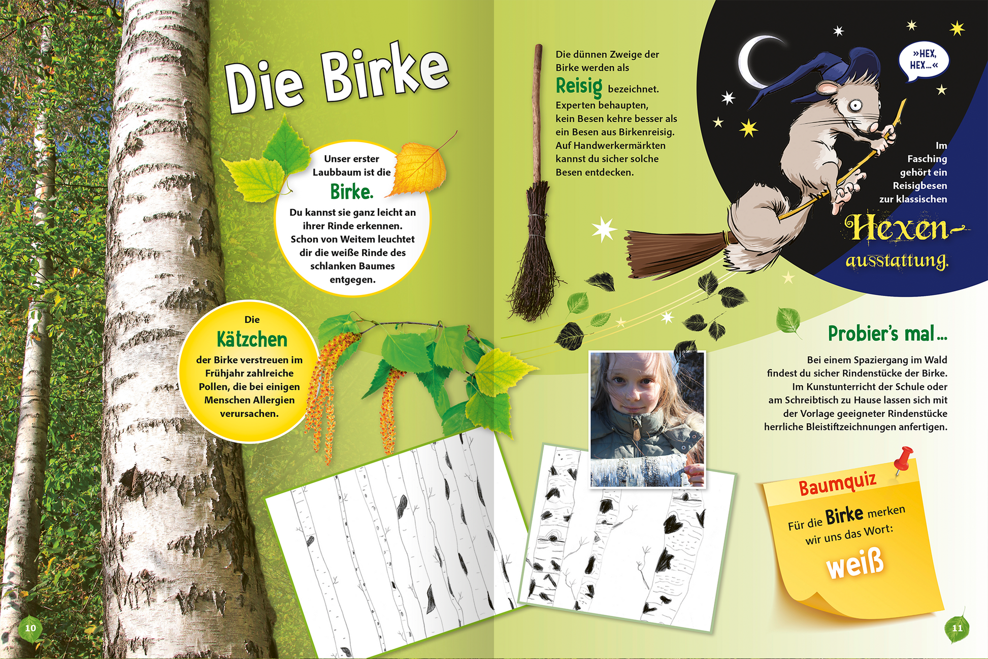 Gezeigt wird eine Innen- oder Zusatzansicht von „Jetzt verstehe ich die Bäume“. Auf der Doppelseite sind hellgrüne und orangefarbene Hintergründe zu sehen, die eine freundliche Atmosphäre schaffen. Der Text ist in klarer, serifenloser Typografie gestaltet, wobei die Überschrift „Die Birke“ prominent hervorgehoben ist. Illustrationen zeigen die Birke mit ihren charakteristischen Blättern und Ästen, sowie ein niedliches Kätzchen. Zusätzliche Elemente wie Fotos und ein Baumquiz...