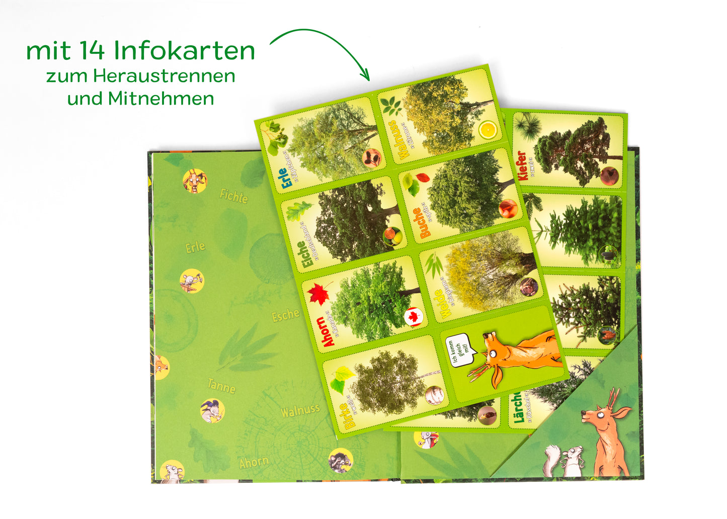 Gezeigt wird eine Innen- oder Zusatzansicht von „Jetzt verstehe ich die Bäume“. Die Darstellung zeigt eine grüne Grundfläche, die mit Illustrationen von Bäumen und Tieren ergänzt ist. Im Mittelpunkt befinden sich 14 Infokarten, die farbenfroh gestaltet sind und wichtige Informationen zu verschiedenen Baumarten enthalten. Die Karten sind übersichtlich angeordnet, und die Schrift ist gut lesbar, mit klaren, grünen und gelben Farbakzenten, die das natürliche Thema unterstreichen.
