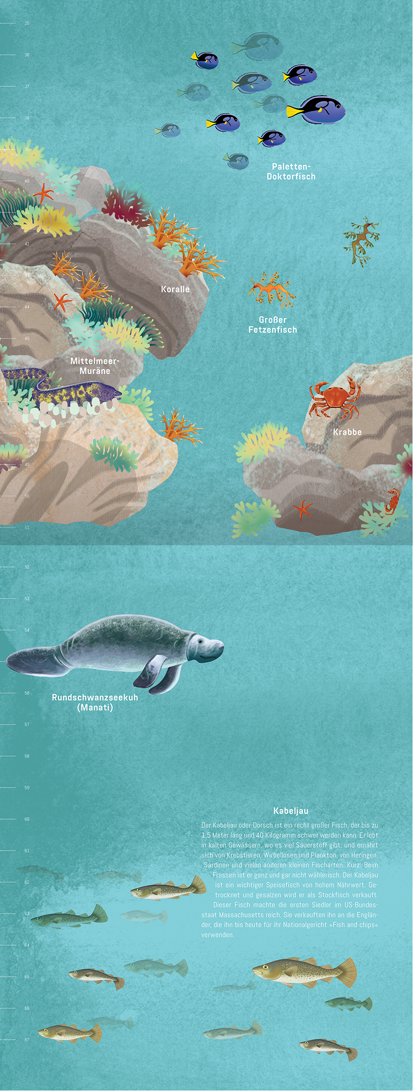 Gezeigt wird eine Innen- oder Zusatzansicht von „Hinab ins tiefe Blau“. Die Illustration präsentiert eine farbenfrohe Unterwasserlandschaft mit Korallen, Algen und verschiedenen Meeresbewohnern, darunter Krebse und Fische. Dominierende Farben sind sanfte Blautöne, ergänzt durch lebendige Akzente in Orange und Grün. Die Typografie besteht aus klaren, gut lesbaren Schriftarten, die die Namen der Abbildungen in einem ansprechenden Layout anordnen.