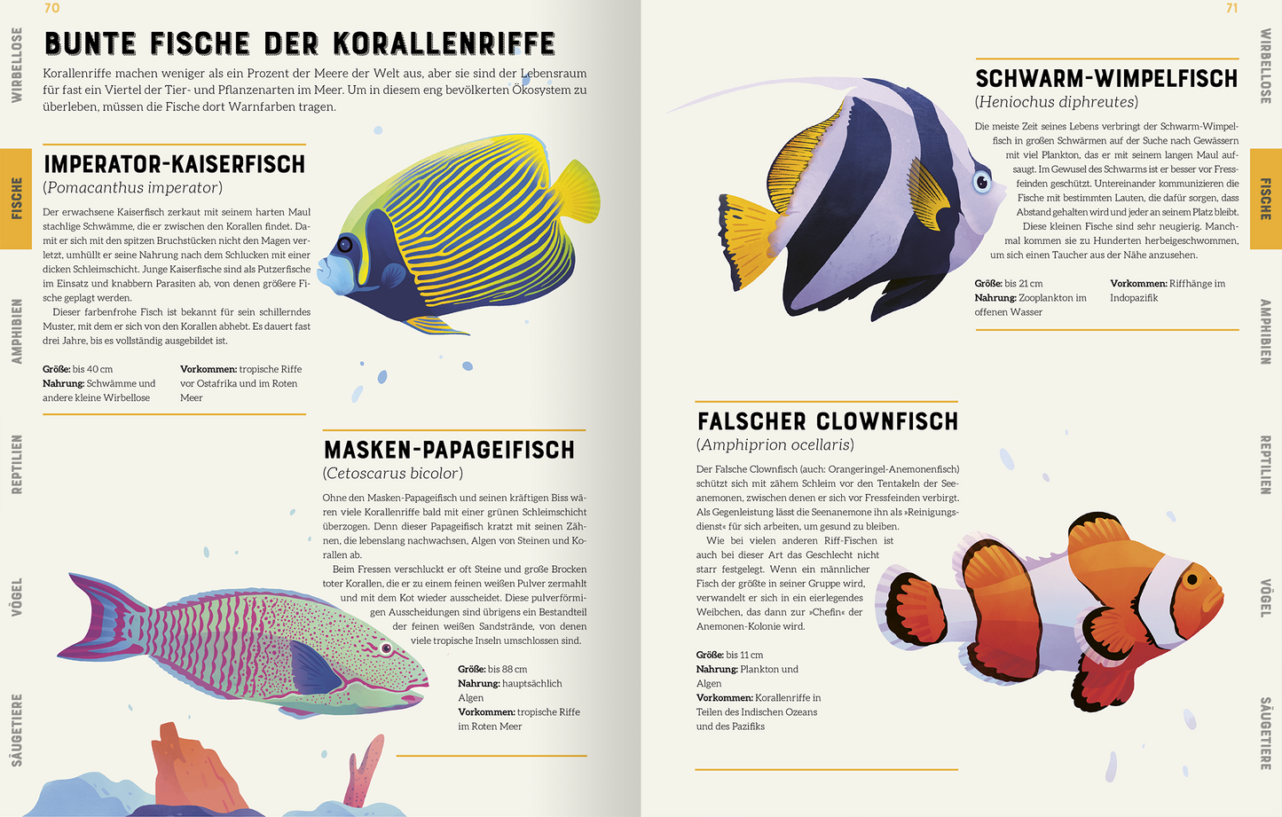 Gezeigt wird eine Innen- oder Zusatzansicht von „Das große Lexikon der Tiere“. Die Seite präsentiert eine Übersicht über bunte Fische der Korallenriffe. Sie enthält farbenfrohe Illustrationen von verschiedenen Fischarten, darunter den Imperator-Kaiserfisch, den Masken-Papageifisch und den Falschen Clownfisch. Die Verwendung von kräftigen Farben wie Gelb, Blau und Orange wird von einer klaren, gut lesbaren Schriftart begleitet. Ergänzende Informationen sind in informativen Kästchen...