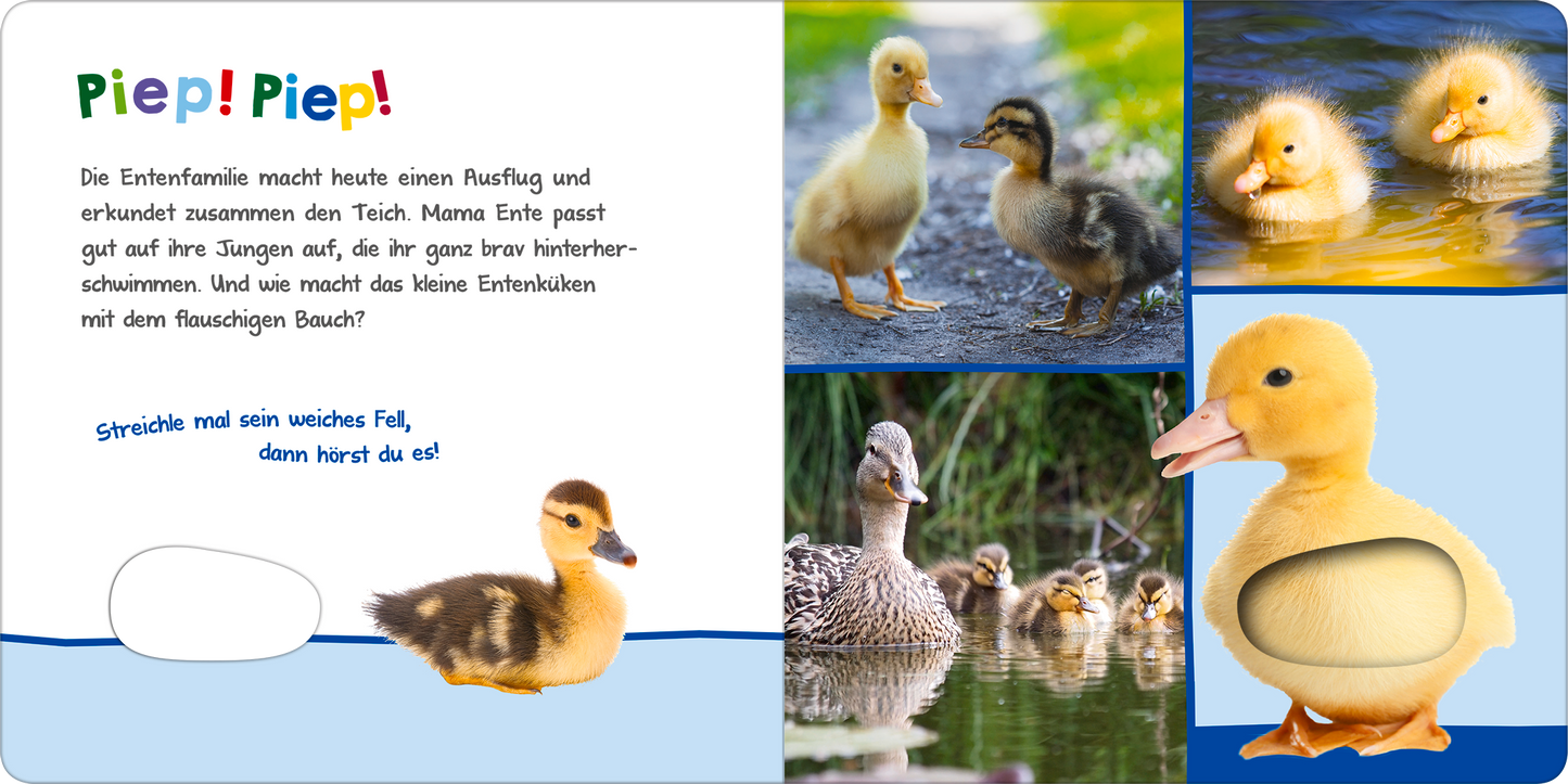 Gezeigt wird eine Innen- oder Zusatzansicht von „Hör mal rein, wer kann das sein? – Tierkinder im Frühling“. Die Seite zeigt eine bunte Illustration mit einer Entenfamilie am Teich. Links ist der Text „Piep! Piep!“ in großer, freundlicher Schrift, daneben sind verschiedene Entenbilder in sanften Farben abgebildet. Im Vordergrund ist ein kleines, gelbes Entenküken zu sehen, das mit einer taktilen Fläche versehen ist. Der Hintergrund ist blau, was eine freundliche, einladende...