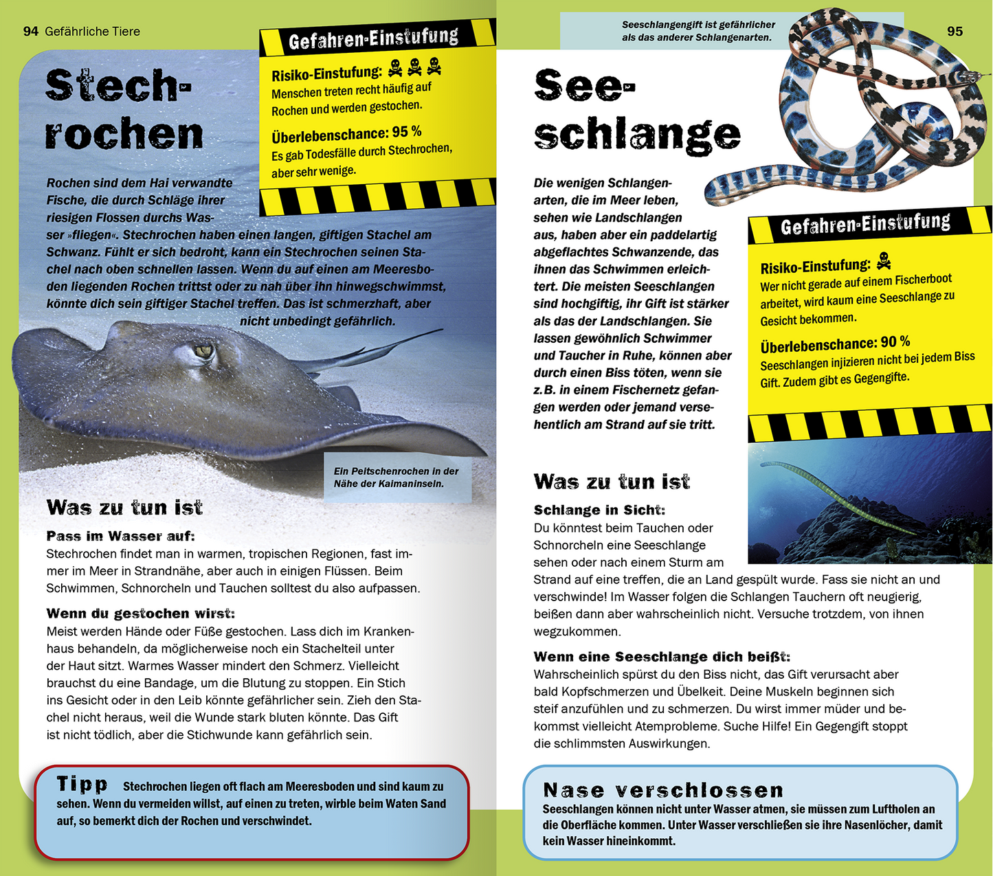 Gezeigt wird eine Innen- oder Zusatzansicht von „Die 100 gefährlichsten Dinge der Welt“. Die Seiten sind farblich in Weiß und Blau gestaltet, wobei wichtige Informationen in einem kräftigen Gelb hervorgehoben werden. Links ist eine detaillierte Abbildung eines Stechrochens zu sehen, rechts eine Ansichtszeichnung einer Seeschlange. Die Typografie ist klar und gut lesbar, mit hervorgehobenen Begriffen zur Risikobewertung und Tipps für den Umgang mit den Tieren. Die Layouts sind...
