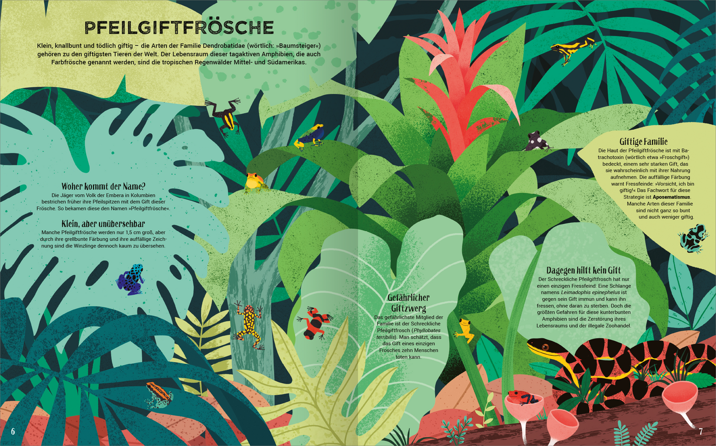 Gezeigt wird eine Innenansicht von „Giftig!“. Die Illustration zeigt üppige grüne Pflanzen und bunte Pfeilgiftfrösche in verschiedenen Farben, darunter Gelb, Blau und Rot. Die Farbpalette ist lebhaft und tropisch, mit dominierenden Grüntönen. Die Typografie umfasst große, serifenlose Überschriften und informative Texte in klarer Schrift, die zum Thema der giftigen Frösche und ihrer Lebensräume informiere. Der Gesamtaufbau ist klar strukturiert und lädt zur Erkundung ein.