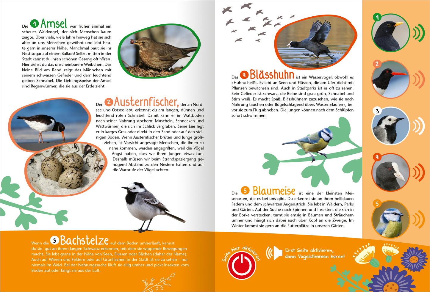Gezeigt wird eine Innen- oder Zusatzansicht von „Mein großes Soundbuch Vögel“. Die doppelseitige Gestaltung umfasst farbenfrohe Illustrationen von Vögeln, darunter die Amsel, den Austernfischer, den Bläßhhuhn und die Blau- und Bachstelze. Jeder Vogel ist in einem ovalen Rahmen abgebildet, begleitet von kurzen, informativen Texten in klarer, gut lesbarer Typografie. Die Farbpalette reicht von sanften Grüntönen bis zu lebhaften Orange- und Blauschattierungen, die die ansprechende und...