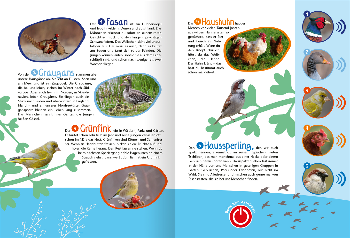 Gezeigt wird eine Innen- oder Zusatzansicht von „Mein großes Soundbuch Vögel“. Die zweifarbige Gestaltung umfasst eine helle, blaue Hintergrundfläche, auf der grüne, stilisierte Pflanzenmotive platziert sind. Innerhalb ovaler Rahmen sind Bilder von verschiedenen Vögeln zu sehen, die den Texten zugeordnet sind. Die Typografie ist klar und gut lesbar, mit prägnanten Überschriften und erläuternden Texten zu jedem Vogel. Interaktive Elemente sind durch Symbole dargestellt, die eine...