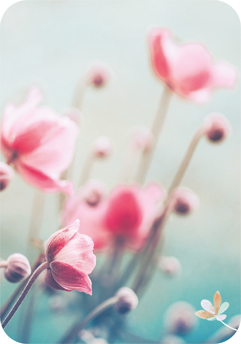 Gezeigt wird eine Innen- oder Zusatzansicht von „Ich wünsch dir was“. Die Abbildung zeigt sanft verwischte, blühende rosa Blumen in einem zarten, pastelligen Farbton. Der Hintergrund ist in einem hellen, aquarellartigen Blau gehalten, was eine ruhige und harmonische Atmosphäre schafft. Die Typografie ist elegant und leicht lesbar, was den Gesamteindruck der sanften Ästhetik unterstreicht.