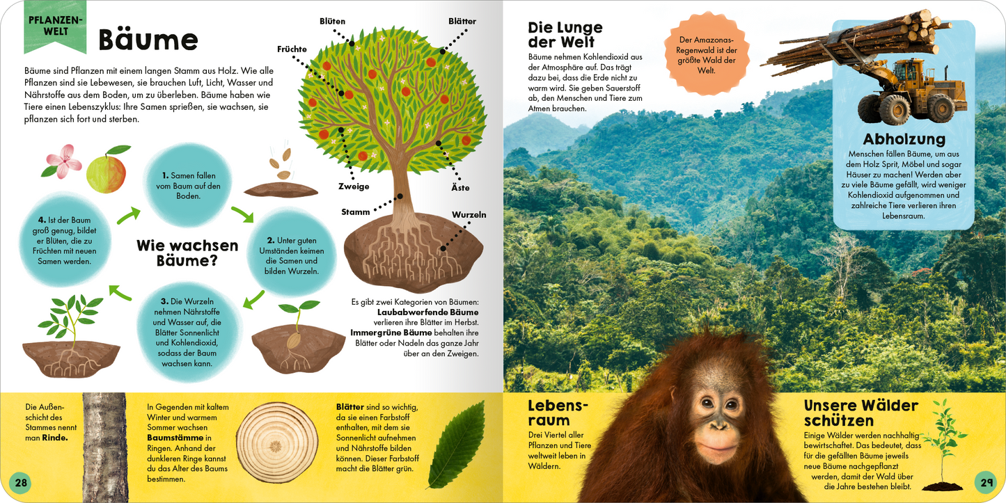 Gezeigt wird eine Innen- oder Zusatzansicht von „Mein erstes Grundschul-Lexikon“. Die Seite ist farbenfroh gestaltet und zeigt auf der linken Seite eine Illustration eines Baumes mit beschrifteten Elementen wie Blätter, Früchte und Wurzeln. Rechts ist ein Bild von einem Orang-Utan zu sehen, umgeben von einer Waldlandschaft. Die Typografie ist klar und kindgerecht, mit Überschriften in fetter Schrift und erklärenden Texten in einfacher, gut lesbarer Schrift.