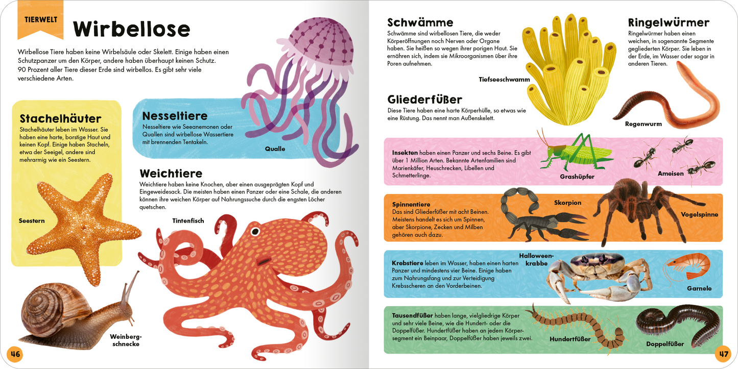 Gezeigt wird eine Innen- oder Zusatzansicht von „Mein erstes Grundschul-Lexikon“. Die Doppelseite zeigt bunte Illustrationen von verschiedenen wirbellosen Tieren, darunter einen Oktopus, eine Qualle und Seesterne. Die Farben sind lebhaft, darunter Blau-, Pink- und Gelbtöne, die die Aufmerksamkeit auf die unterschiedlichen Tierarten lenken. Der Text ist in klarer, gut lesbarer Schrift gestaltet, mit unterschiedlichen Hintergrundfarben für die einzelnen Kategorien wie „Nesseltiere“ und...