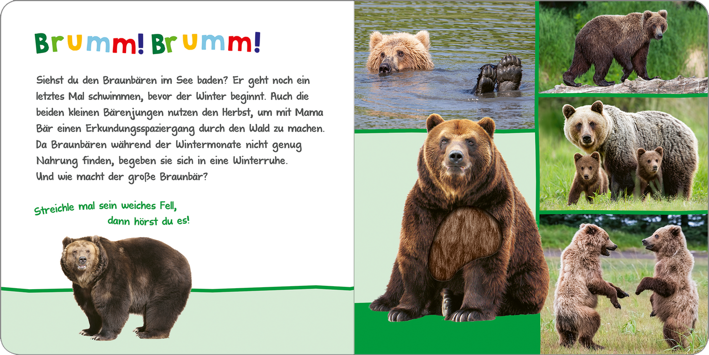 Gezeigt wird eine Innen- oder Zusatzansicht von „Hör mal rein, wer kann das sein? – Tiere im Herbst“. Die Seite zeigt einige Bären in verschiedenen herbstlichen Szenen. Die Farbpalette umfasst Erdtöne und sanfte Grüntöne, die die Natur widerspiegeln. Die auffällige, verspielte Typografie hebt den Text „Brumm! Brumm!“ hervor. Auf der linken Seite befindet sich ein ansprechender Textblock, während auf der rechten Seite Fotos von Bären in unterschiedlichen Posen abgebildet sind.