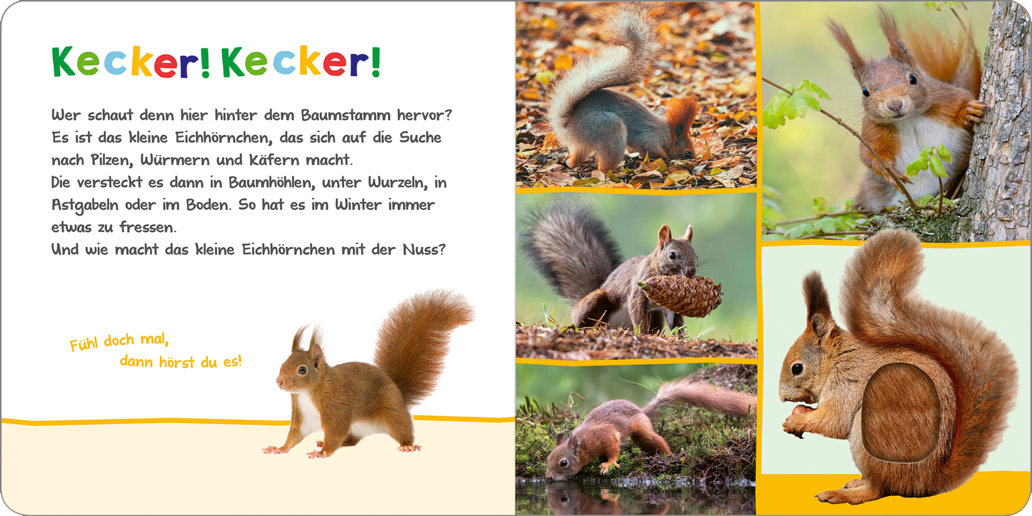 Gezeigt wird eine Innen- oder Zusatzansicht von „Hör mal rein, wer kann das sein? – Tiere im Herbst“. Die Seite ist bunt gestaltet und enthält verschiedene Bilder von Eichhörnchen in unterschiedlichen Positionen. Die Farben sind lebhaft, mit vielen Naturtönen wie Braun, Grün und Orange. Der Text ist in gut lesbarer, großer Schrift in Gelb gehalten und lädt dazu ein, die Abenteuer der Tiere zu entdecken. Die Gesamtgestaltung ist kinderfreundlich und fördert die Interaktivität.