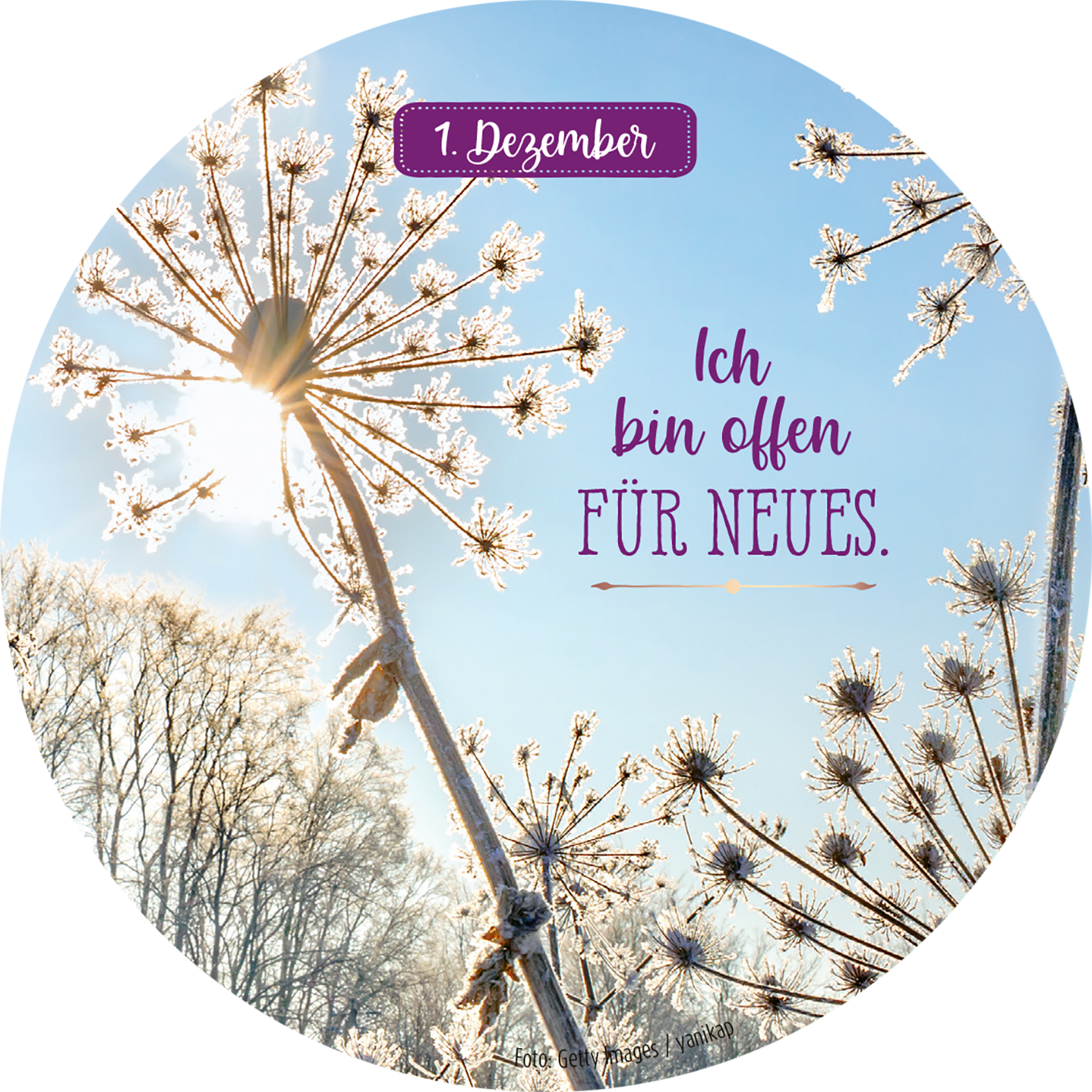 Gezeigt wird eine Innen- oder Zusatzansicht von „Adventskalender in der Dose. 24 Dankbarkeitsmantras für den Advent“. Die Ansicht zeigt eine frostige Winterlandschaft mit lichtdurchfluteten, blühenden Pflanzen. Oben ist ein lila Kasten mit der Aufschrift „1. Dezember“ und darunter steht in geschwungener, lila Schrift „Ich bin offen FÜR NEUES.“ Ein hellblauer Himmel ergänzt das harmonische Farbspiel.