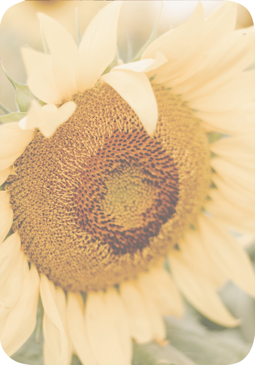 Gezeigt wird eine Innen- oder Zusatzansicht von „Weisheiten für die Seele“. Die Abbildung zeigt eine detailreiche Darstellung einer Sonnenblume mit einem warmen, sanften Gelbton. Die Blütenblätter sind weich und harmonisch angeordnet, während das innere Raster eine interessante Textur mit dunklen Punkten aufweist. Die gesamte Komposition strahlt Ruhe und positive Energie aus, unterstützt durch eine leicht verschwommene Hintergrundgestaltung, die das Hauptmotiv sanft akzentuiert.