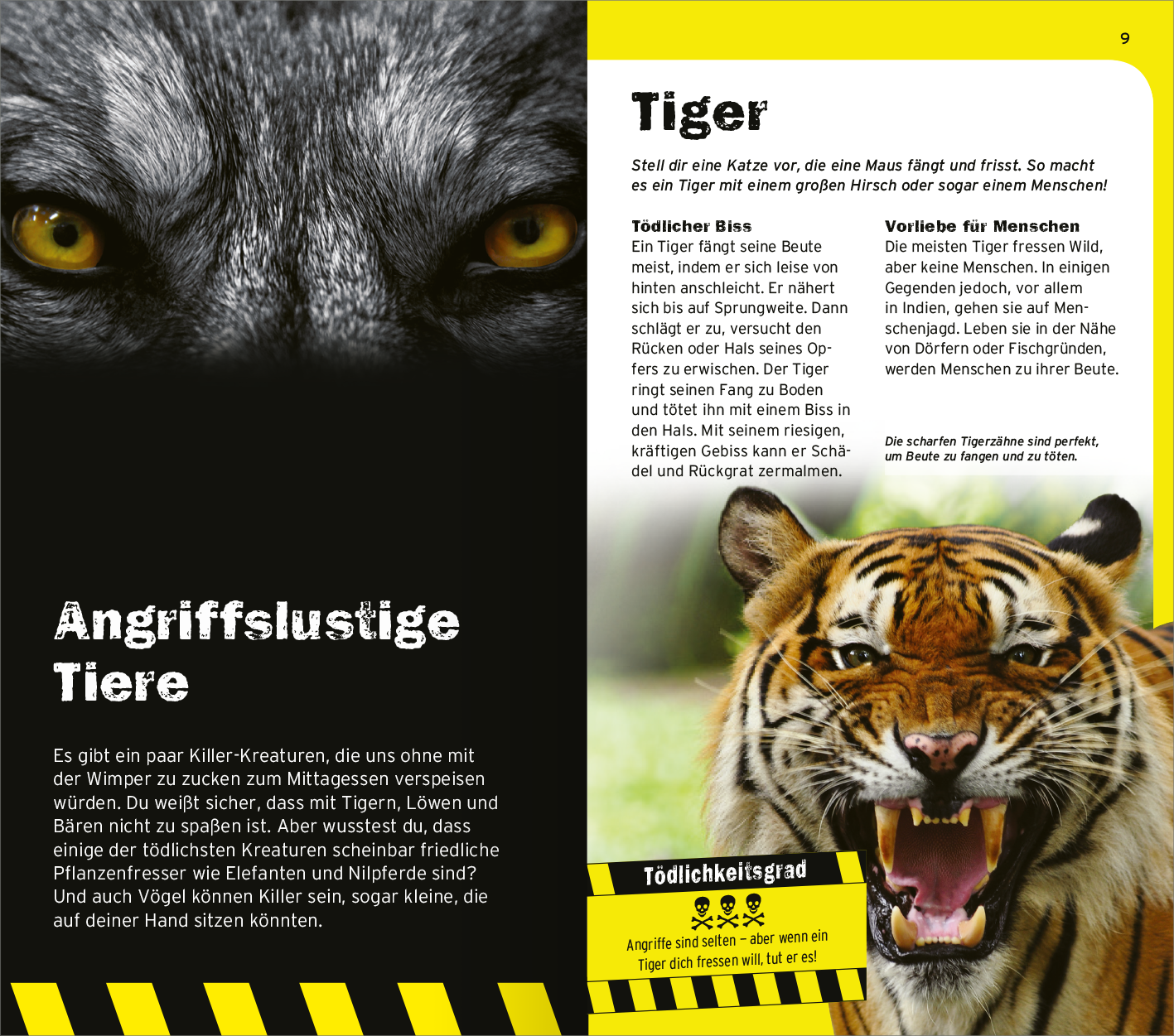 Gezeigt wird eine Innen- oder Zusatzansicht von „Die 100 tödlichsten Dinge der Welt“. Die Seite zeigt einen Tiger mit einem fesselnden, kraftvollen Ausdruck. Links sind die detaillierten Abbildungen von Tigern und deren Augen, die in Schwarz und Grau gehalten sind. Rechts steht der Text in klarer, gut lesbarer Schrift auf gelbem und schwarzem Hintergrund. Der Abschnitt enthält informative Inhalte über die Jagdmethoden des Tigers, hervorgehoben durch auffällige Schriftarten und grafische...