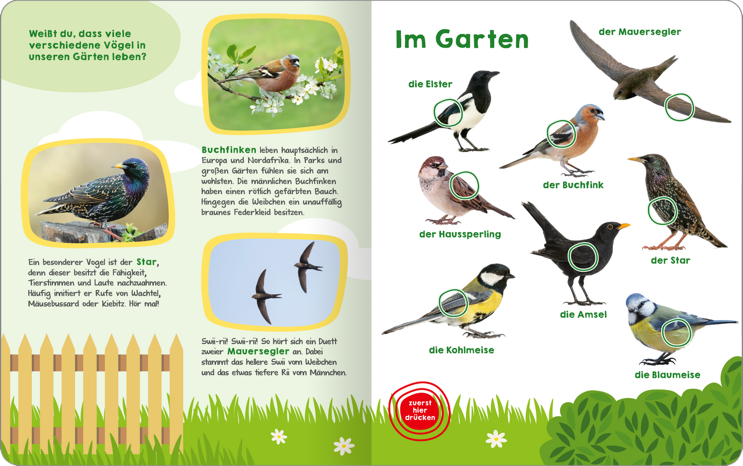 Gezeigt wird eine Innen- oder Zusatzansicht von „Mein großes Buch der Vogelstimmen“. Die Seite zeigt eine farbenfrohe Gartenlandschaft mit Illustrationen von verschiedenen Vögeln, darunter die Amsel und die Kohlmeise. Neben jedem Vogel befinden sich grüne Kreise zur Hervorhebung. Der Titel „Im Garten“ ist in einer großen, grünen Schriftart platziert. Im Bereich der linken Seite sind kurze, informative Texte zu den einzelnen Vögeln in klarer, leserlicher Schrift zu finden. Der...