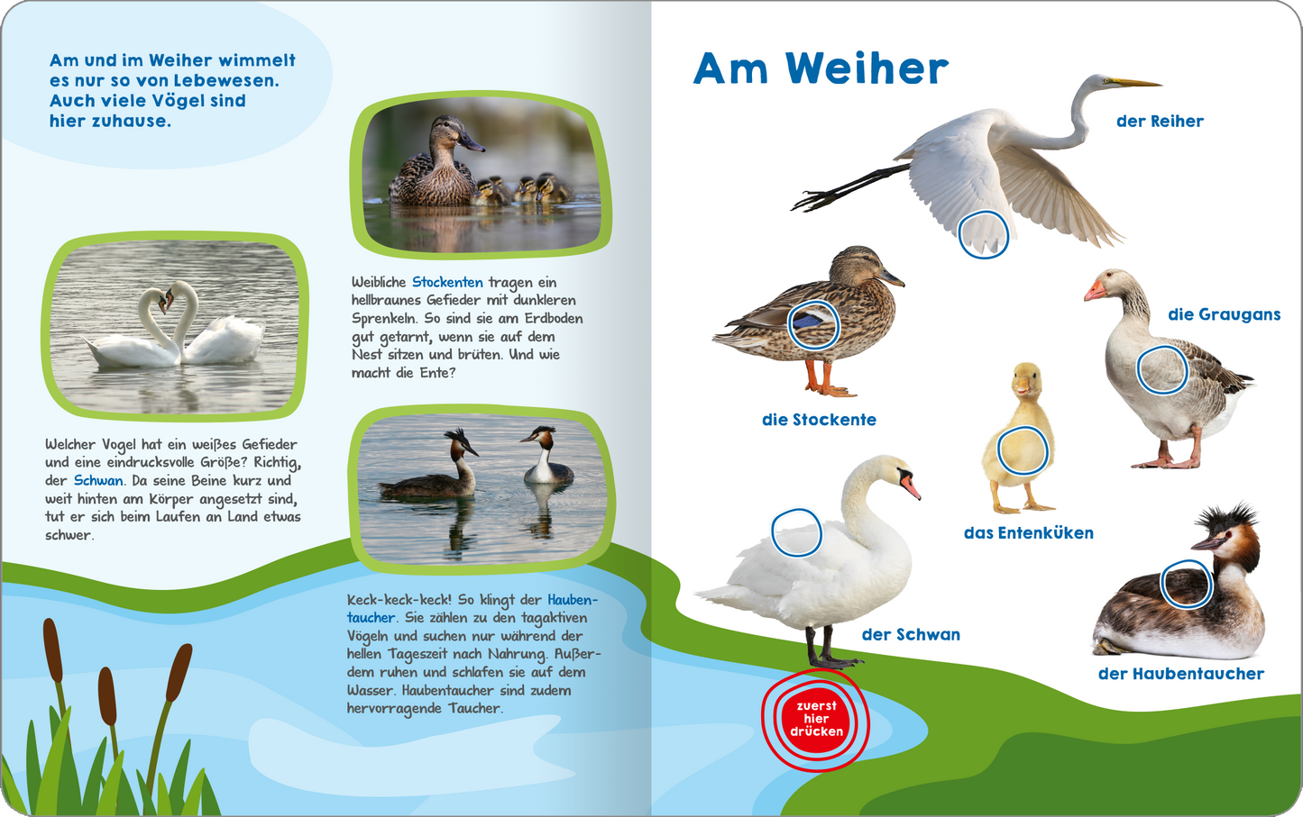 Gezeigt wird eine Innen- oder Zusatzansicht von „Mein großes Buch der Vogelstimmen“. Die Doppelseite zeigt eine bunte, kindgerechte Illustration eines Weihers, umgeben von Wasser und grüner Landschaft. Auf der linken Seite befinden sich Bilder von verschiedenen Vögeln, wie Schwänen und Stockenten, begleitet von kurzen, informativen Texten in freundlicher, gut lesbarer Schrift. Auf der rechten Seite sind Vögel wie der Reiher und der Haubentaucher abgebildet, jeweils mit Beschriftungen...