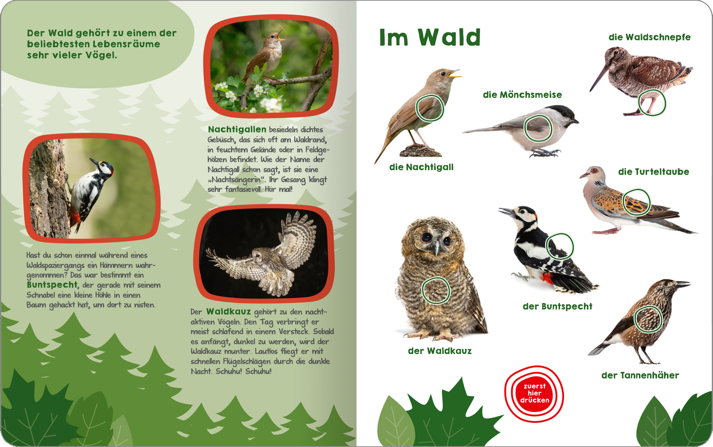 Gezeigt wird eine Innen- oder Zusatzansicht von „Mein großes Buch der Vogelstimmen“. Die Seite ist in sanften Grün- und Brauntönen gehalten, die den Waldbereich thematisieren. Oben wird der Titel „Im Wald“ in großer, klarer, grüner Schrift angezeigt. In runden roten Rahmen sind Bilder von verschiedenen Vögeln abgebildet, darunter der Nachtigall und der Waldkauz. Unter den Bildern sind die Namen der Vögel in leicht lesbarer Schrift aufgeführt, begleitet von kurzen, informativen...