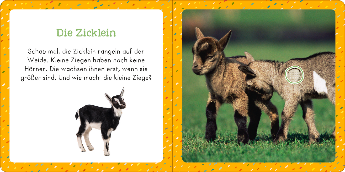 Gezeigt wird eine Innen- oder Zusatzansicht von „Soundbuch für Klitzekleine – Bauernhoftiere“. Die linke Seite zeigt den Titel „Die Zicklein“ in einer freundlichen, grünen Schrift auf einem leuchtend orangen Hintergrund, der mit bunten Punkten verziert ist. Neben dem Text befindet sich eine Illustration eines kleinen Zickleins. Auf der rechten Seite ist ein echtes Bild von zwei Zicklein zu sehen, die auf einer Weide spielen. Der Kontrast zwischen den bunten Elementen und den...