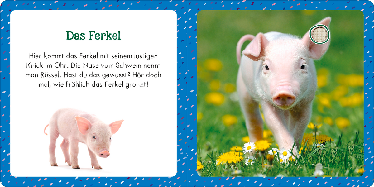 Gezeigt wird eine Innen- oder Zusatzansicht von „Soundbuch für Klitzekleine – Bauernhoftiere“. Auf der linken Seite befindet sich ein quadratisches Bild eines kleinen, rosa Ferkl, das fröhlich aussieht. Der Hintergrund ist in einem hellen, einfarbigen Design gehalten. Rechts ist der Text in grüner Schrift auf weißem Hintergrund platziert und beschreibt das Ferkel. Der gesamte Layout ist bunt und kindgerecht, mit einer spielerischen Typografie und bunten Akzenten.