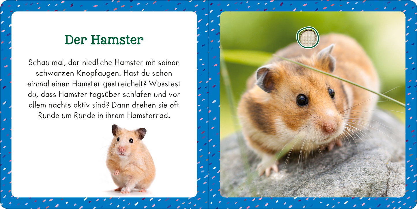 Gezeigt wird eine Innen- oder Zusatzansicht von „Soundbuch für Klitzekleine – Haustiere“. Die Doppelseite zeigt links einen kleinen, niedlichen Hamster mit runden, schwarzen Augen und beige-orangefarbener Fellzeichnung. Rechts steht der Titel „Der Hamster“ in grüner Schrift, darunter befindet sich ein kurzer, kindgerechter Text auf weißem Hintergrund. Die Seiten sind mit einem blauen, gepunkteten Rahmen umgeben, der eine freundliche Atmosphäre schafft.