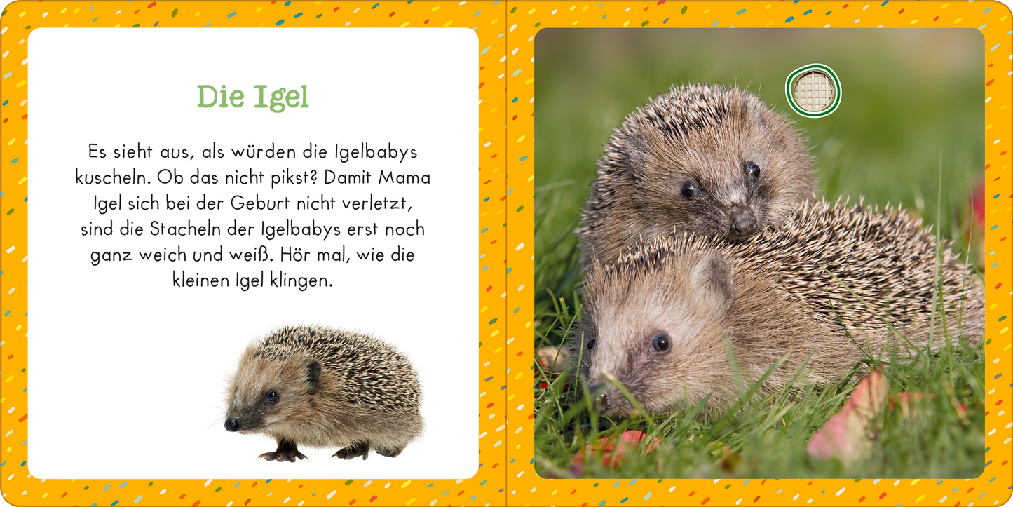 Gezeigt wird eine Innen- oder Zusatzansicht von „Soundbuch für Klitzekleine – Kleine Tiere“. Die Seite präsentiert einen hellen, orangefarbenen Hintergrund mit zahlreichen bunten Punkten. Links befindet sich der Text „Die Igel“ in grüner Schrift, gefolgt von einer kurzen Beschreibung über Igelbabys. Rechts ist ein Bild von zwei niedlichen Igeln zu sehen, die sanft nebeneinander liegen. Die Schrift ist klar und gut lesbar, passend zur ansprechenden Gestaltung für Kinder.