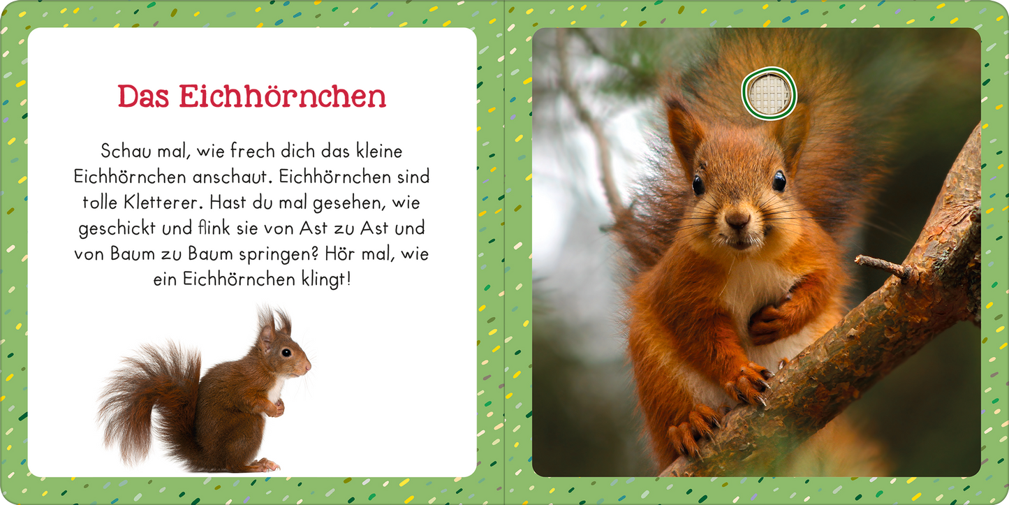 Gezeigt wird eine Innen- oder Zusatzansicht von „Soundbuch für Klitzekleine – Lieblingstiere“. Auf der linken Seite ist der Text mit der Überschrift „Das Eichhörnchen“ in einer verspielten roten Schrift abgebildet. Der Text beschreibt das Eichhörnchen und lädt zum Zuhören ein. Rechts ist ein farbenfrohes Bild eines Eichhörnchens zu sehen, das auf einem Ast sitzt. Der Hintergrund ist grün mit bunten Punkten, was die freundliche und kindgerechte Gestaltung unterstreicht.