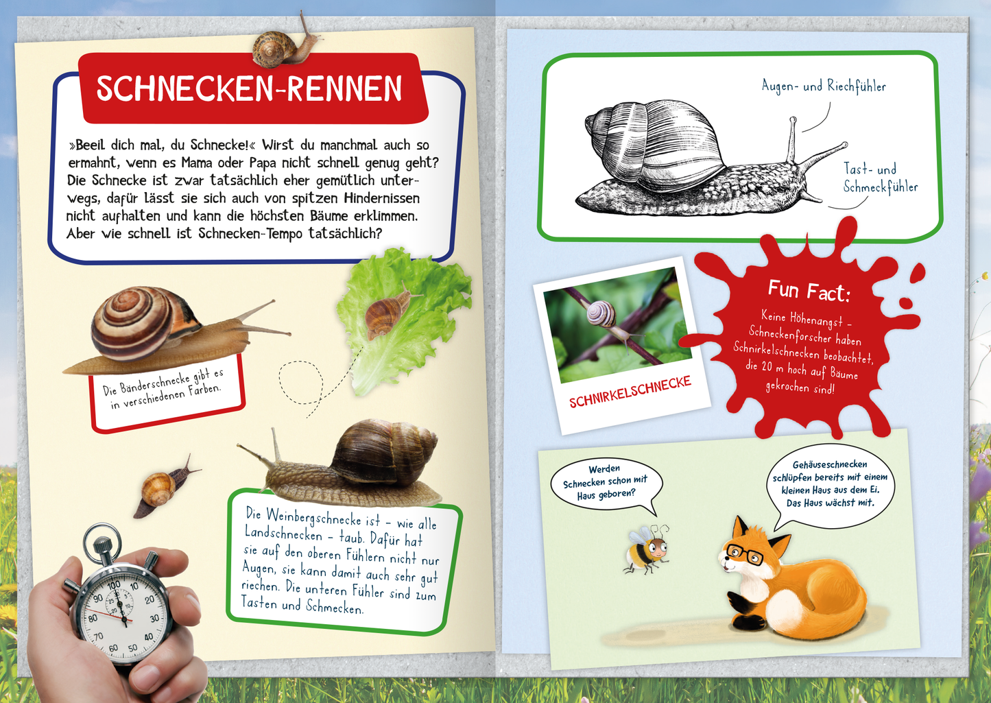 Gezeigt wird eine Innen- oder Zusatzansicht von „Naturforscher-Kids – Mein erstes Naturforscher-Buch“. Die Seite ist bunt und kindgerecht gestaltet. Oberhalb steht in großen Buchstaben „SCHNECKEN-RENNEN“. Auf der linken Seite sind Fotos von Schnecken abgebildet, umgeben von informativen Texten in klarer, fröhlicher Schrift. Eine Stoppuhr unterstreicht das Thema Geschwindikeit. Auf beiden Seiten befinden sich Fakten, illustriert mit bunten Grafiken. Die Farben sind lebhaft und...