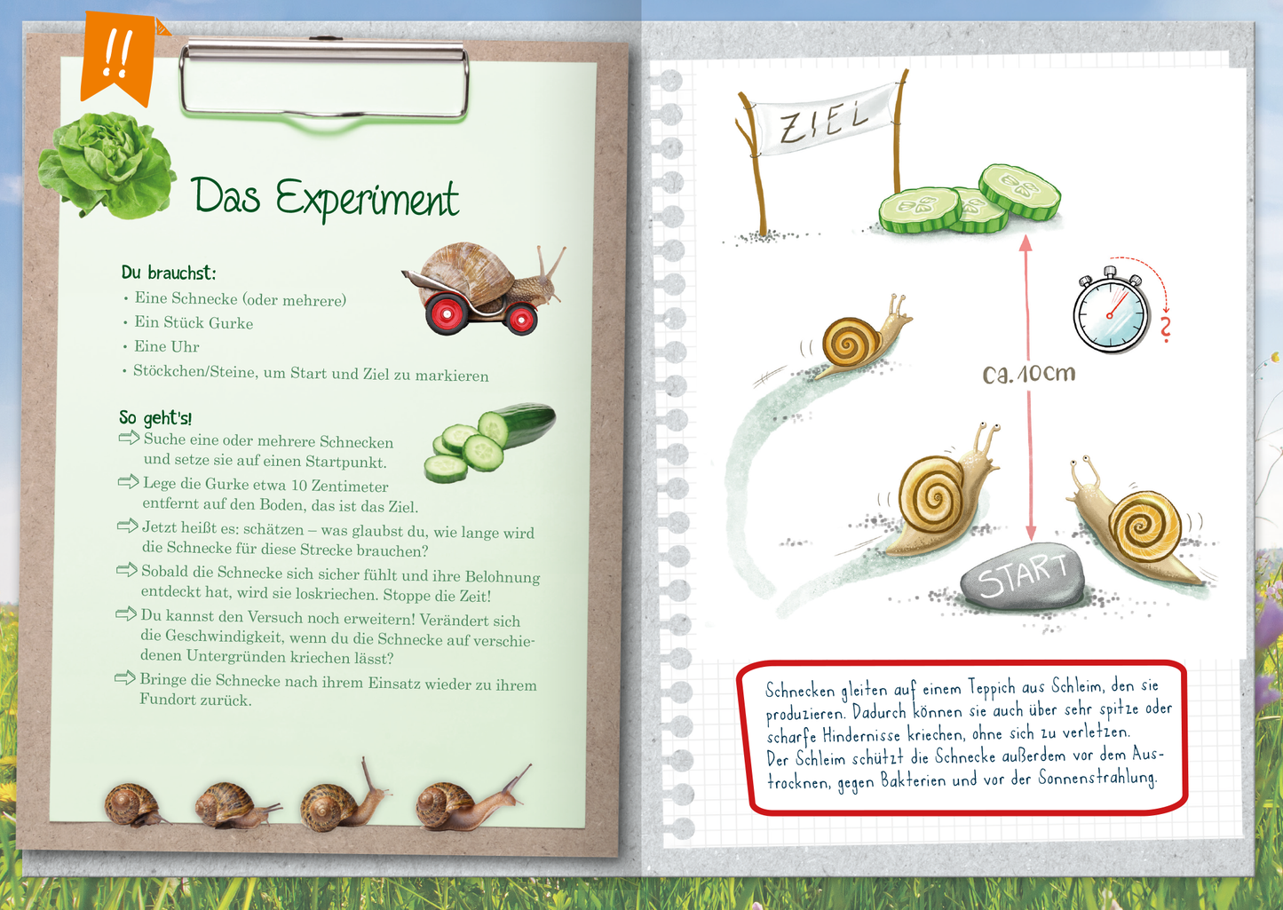 Gezeigt wird eine Innen- oder Zusatzansicht von „Naturforscher-Kids – Mein erstes Naturforscher-Buch“. Die Seite präsentiert klare, farbenfrohe Illustrationen, darunter eine Schnecke in einem Wagen und Experimentmaterialien wie Gurken und Steine. Die Hauptüberschrift „Das Experiment“ ist in einer verspielten Schriftart gestaltet, während die Anleitung in übersichtlicher, gut lesbarer Typografie formatiert ist. Wichtige Schritte sind durch Symbole hervorgehoben, und der Hintergrund...