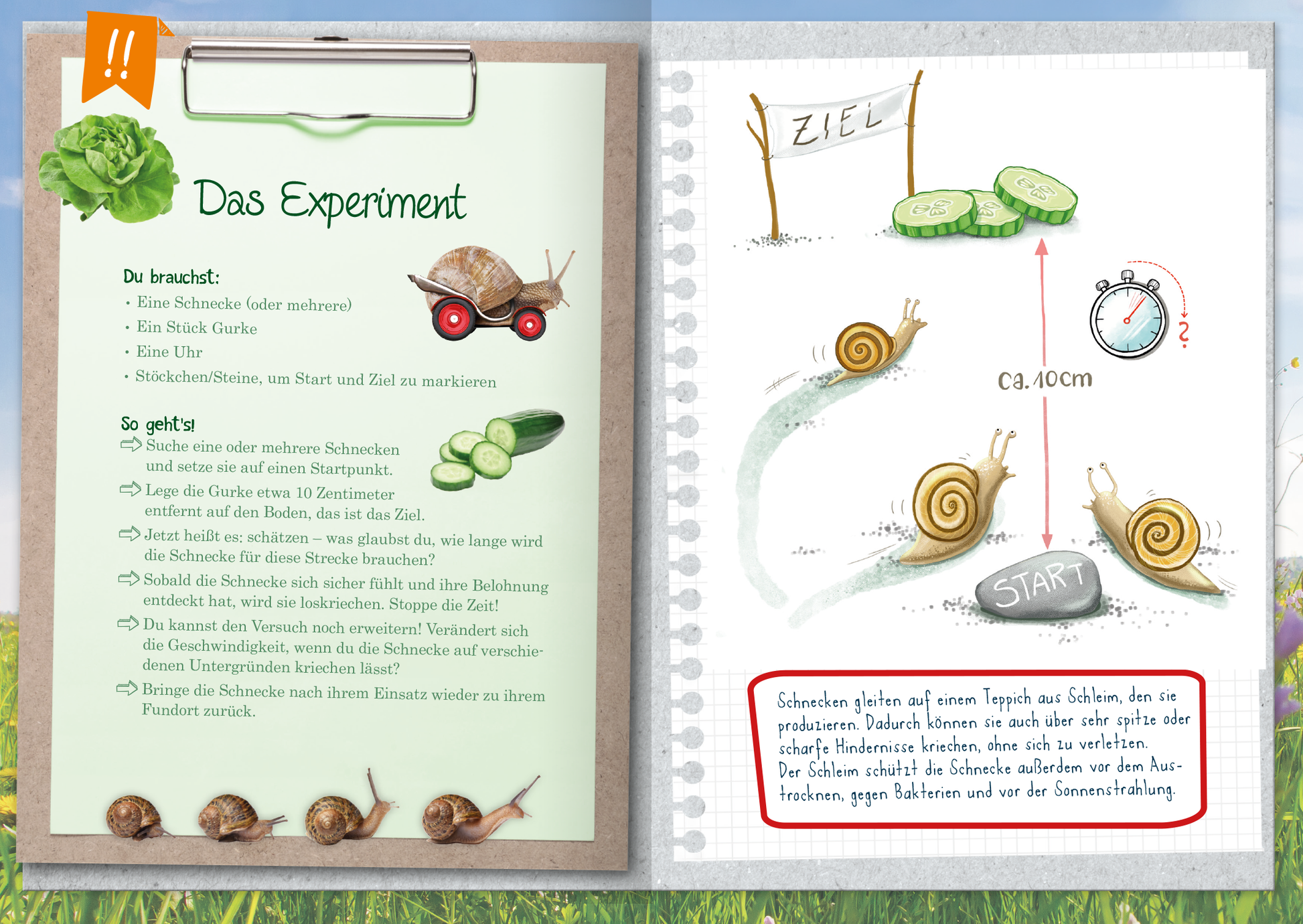 Gezeigt wird eine Innen- oder Zusatzansicht von „Naturforscher-Kids – Mein erstes Naturforscher-Buch“. Die Seite präsentiert klare, farbenfrohe Illustrationen, darunter eine Schnecke in einem Wagen und Experimentmaterialien wie Gurken und Steine. Die Hauptüberschrift „Das Experiment“ ist in einer verspielten Schriftart gestaltet, während die Anleitung in übersichtlicher, gut lesbarer Typografie formatiert ist. Wichtige Schritte sind durch Symbole hervorgehoben, und der Hintergrund...