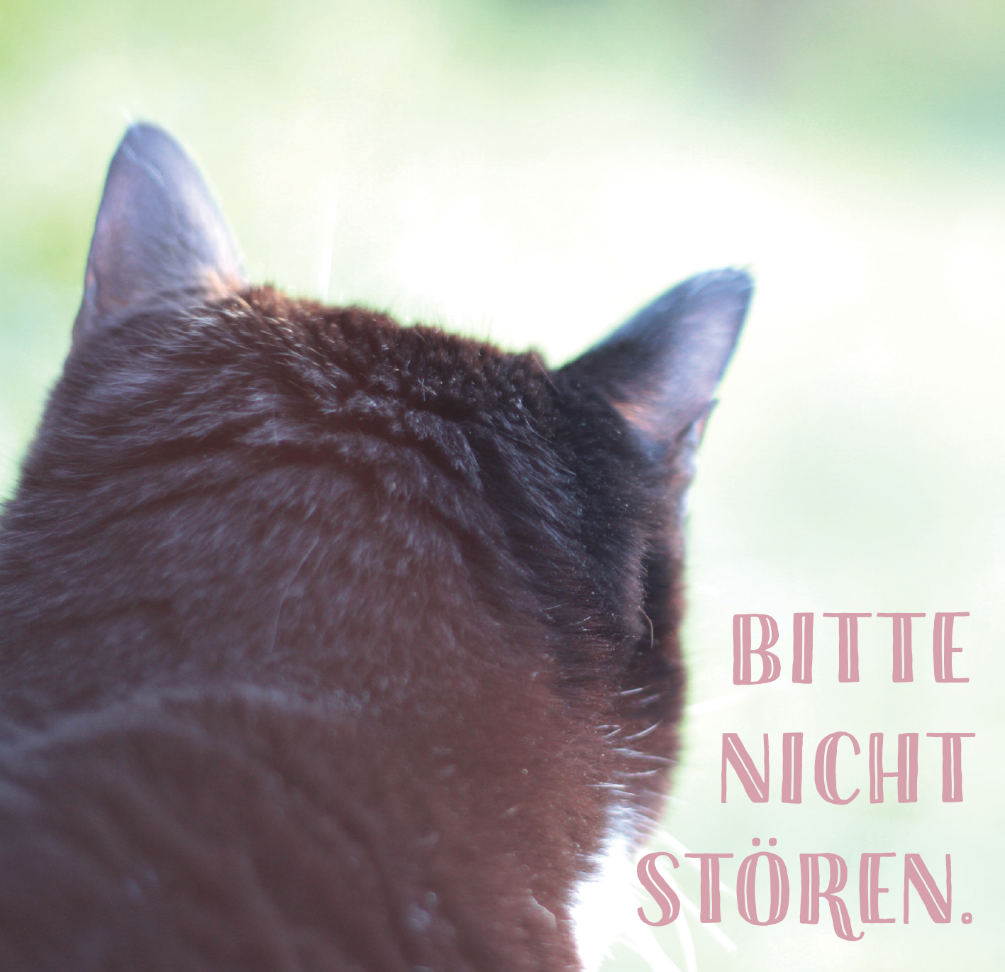 Gezeigt wird eine Innen- oder Zusatzansicht von „Die ganze Wahrheit über deine Katze“. Im Fokus steht das Hinterteil einer schwarzen Katze mit spitzen Ohren, die aufmerksam in die Ferne schaut. Neben der Katze befindet sich der Text „BITTE NICHT STÖREN“ in einer verspielten, rosafarbenen Schrift. Der Hintergrund ist weich und unscharf, wodurch die Katze im Vordergrund hervorgehoben wird und eine ruhige, entspannte Atmosphäre vermittelt.
