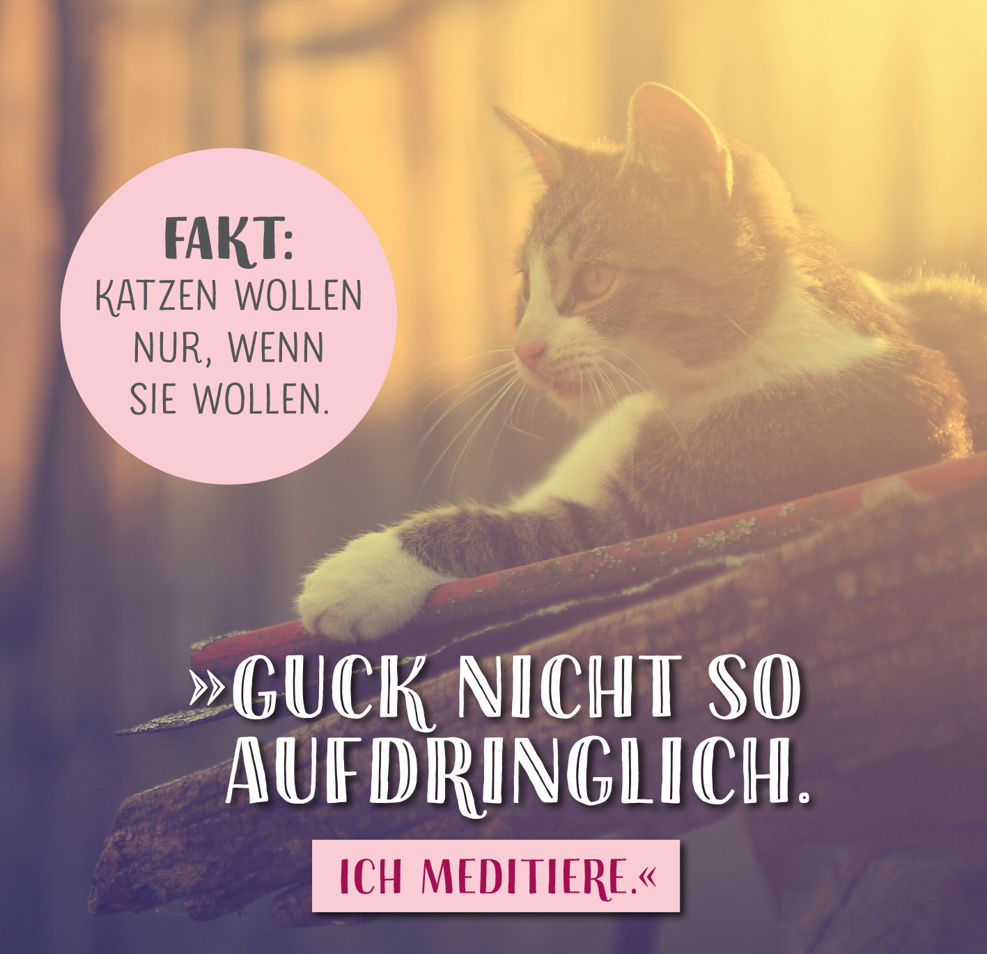 Gezeigt wird eine Innen- oder Zusatzansicht von „Die ganze Wahrheit über deine Katze“. Die Abbildung zeigt eine entspannte Katze im Profil, die auf einem Holzstamm sitzt. Im Hintergrund ist eine sanfte, warme Lichtstimmung zu sehen. Links oben befindet sich ein runder, rosa Rahmen mit dem Text „FAKT: KATZEN WOLLEN NUR, WENN SIE WOLLEN.“ In der unteren rechten Ecke steht in verspielter, weißer Schrift der Satz „GUCK NICHT SO AUFDRINGLICH. ICH MEDITIERE.“