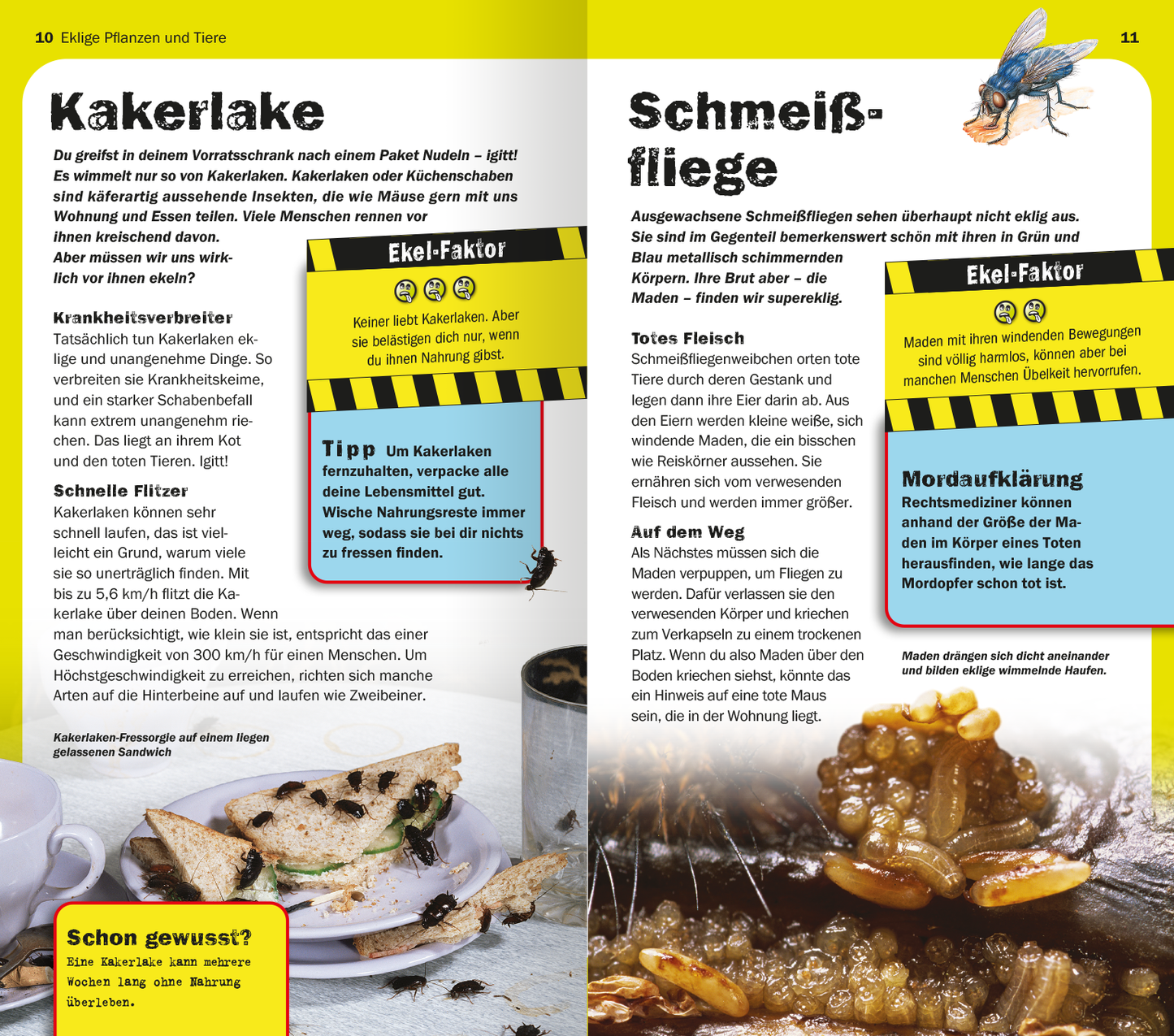 Gezeigt wird eine Innen- oder Zusatzansicht von „Die 100 ekligsten Dinge der Welt“. Die Doppelseite präsentiert das Kapitel über Kakerlaken und Schmierfliegen. Auf der linken Seite hebt ein gelbes Farbschema den Titel „Kakerlake“ hervor, ergänzt durch informative Textboxen in Schwarz und Blau. Die rechte Seite befasst sich mit „Schmeißfliegen“, ebenfalls in auffälliger Farbgebung. Grafiken und Fotografien der Tiere sind klar angeordnet, die Schrift ist gut lesbar und...