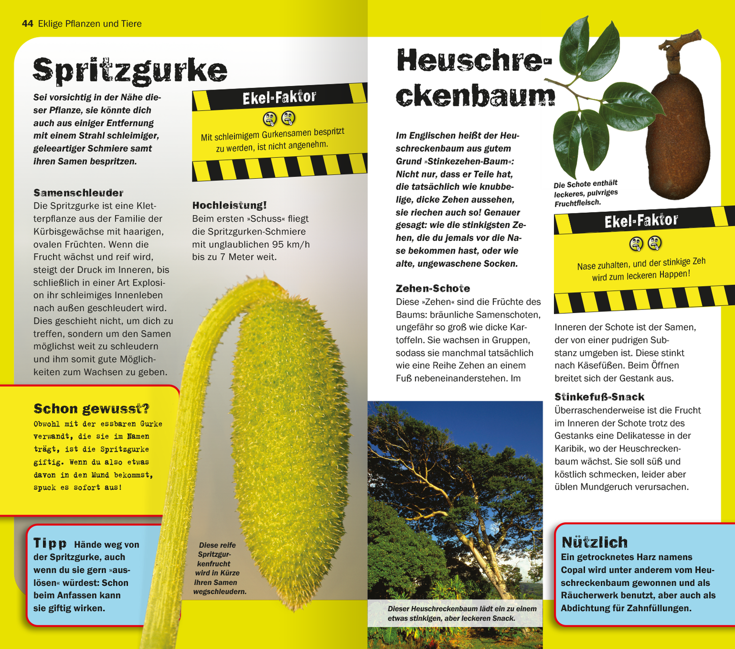 Gezeigt wird eine Innen- oder Zusatzansicht von „Die 100 ekligsten Dinge der Welt“. Auf der Doppelseite sind zwei Pflanzen abgebildet: links die Spritzgurke mit länglichem, gelbgrünem Fruchtansatz und einer wachsartigen Oberfläche, rechts der Heuschreckenbaum mit glänzenden, dunklen Blättern und einem großen, braunen Fruchtkörper. Die Farbpalette umfasst lebendige Gelb- und Grüntöne sowie kräftige Brauntöne. Die Typografie ist auffällig, verwendet verschiedene Schriftgrößen...