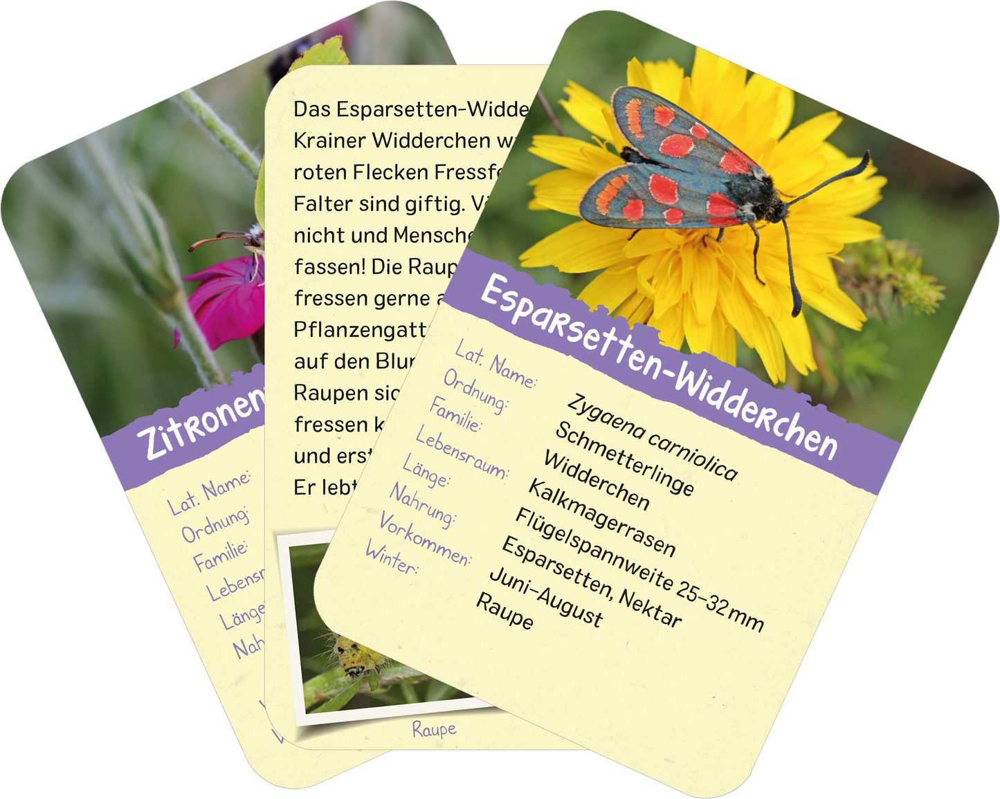 Gezeigt wird eine Innen- oder Zusatzansicht von „Naturforscher-Kids – Insekten“. Die Darstellung zeigt mehrere illustrierte Karten mit Informationen über verschiedene Insektenarten. Dominierende Farben sind gelb, lila und grün. Die Typografie ist klar und gut lesbar, mit Überschriften in freundlichem, auffälligem Schriftstil. Jede Karte enthält Illustrationen von Insekten, umgeben von einer Erklärung zu den biologischen Eigenschaften. Hintergrund ist hell gehalten, um einen...