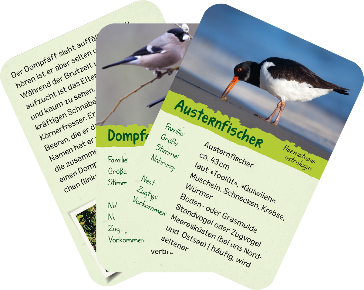 Gezeigt wird eine Innen- oder Zusatzansicht von „Naturforscher-Kids – Vögel“. Die Karten zeigen verschiedene Vogelarten mit einem klaren, farbenfrohen Design. Die Oberseite enthält ein Bild eines Vogels, darunter steht der Name der Art in grüner Schrift. Die Rückseite bietet zusätzliche Informationen in klarer, gut lesbarer Schrift. Die Farbpalette umfasst sanfte Grüntöne, kombiniert mit lebendigen Bildern, die die Vögel in natürlichen Umgebungen darstellen.