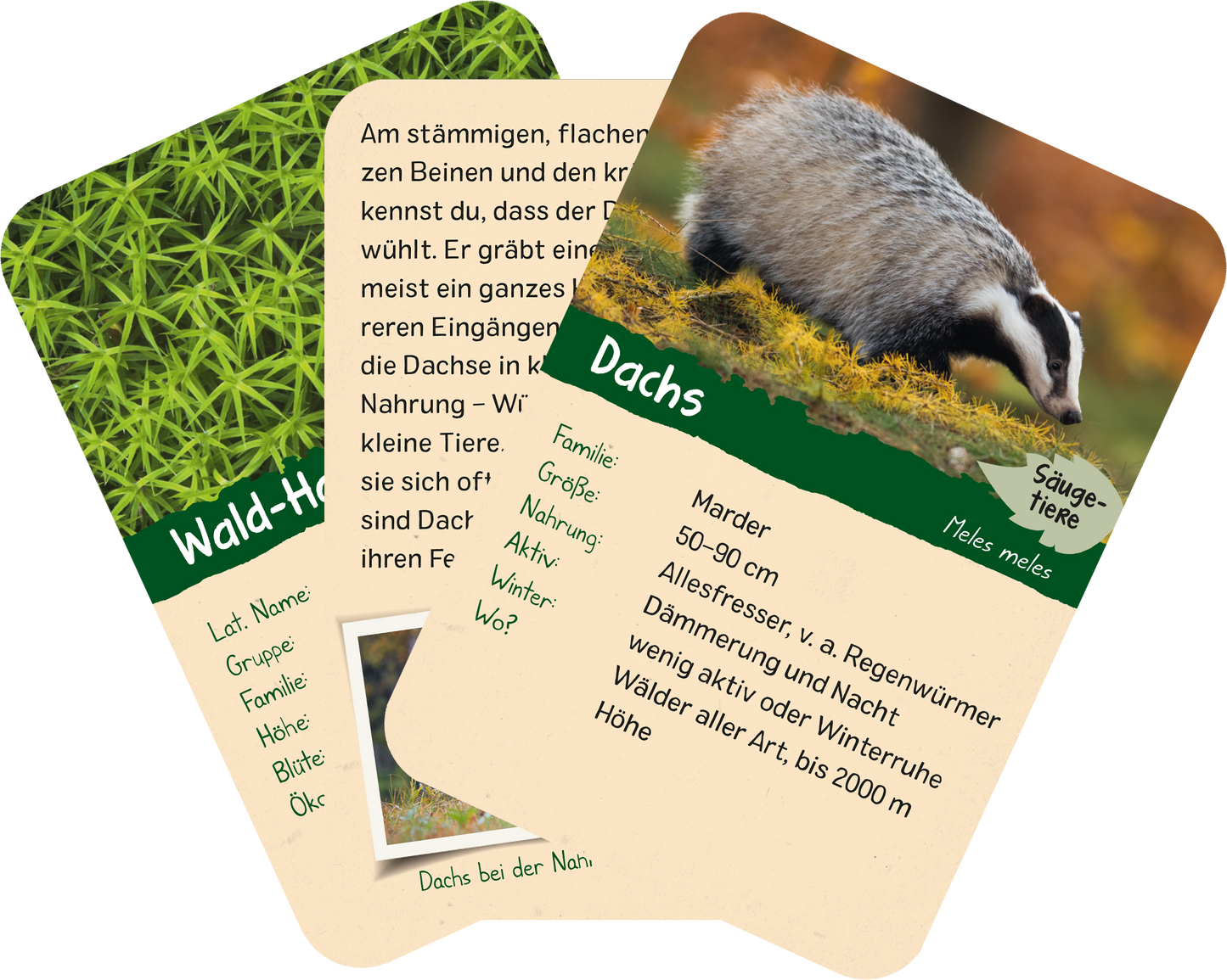 Gezeigt wird eine Innen- oder Zusatzansicht von „Naturforscher-Kids – Wald“. Die Karte zeigt einen Dachs auf einem Bild mit natürlichen Farben wie Braun und Grün. Der Dachs wird von einer sanften, bewaldeten Umgebung umgeben. Jede Karte enthält typografisch strukturierte Informationen, darunter die Familie, Größe und Nahrungsgewohnheiten des Daches. Die Aufteilung ist klar, mit kontrastierenden Kanten, die eine einfache Lesbarkeit fördern. Ein paar Karten zeigen auch Illustrationen...