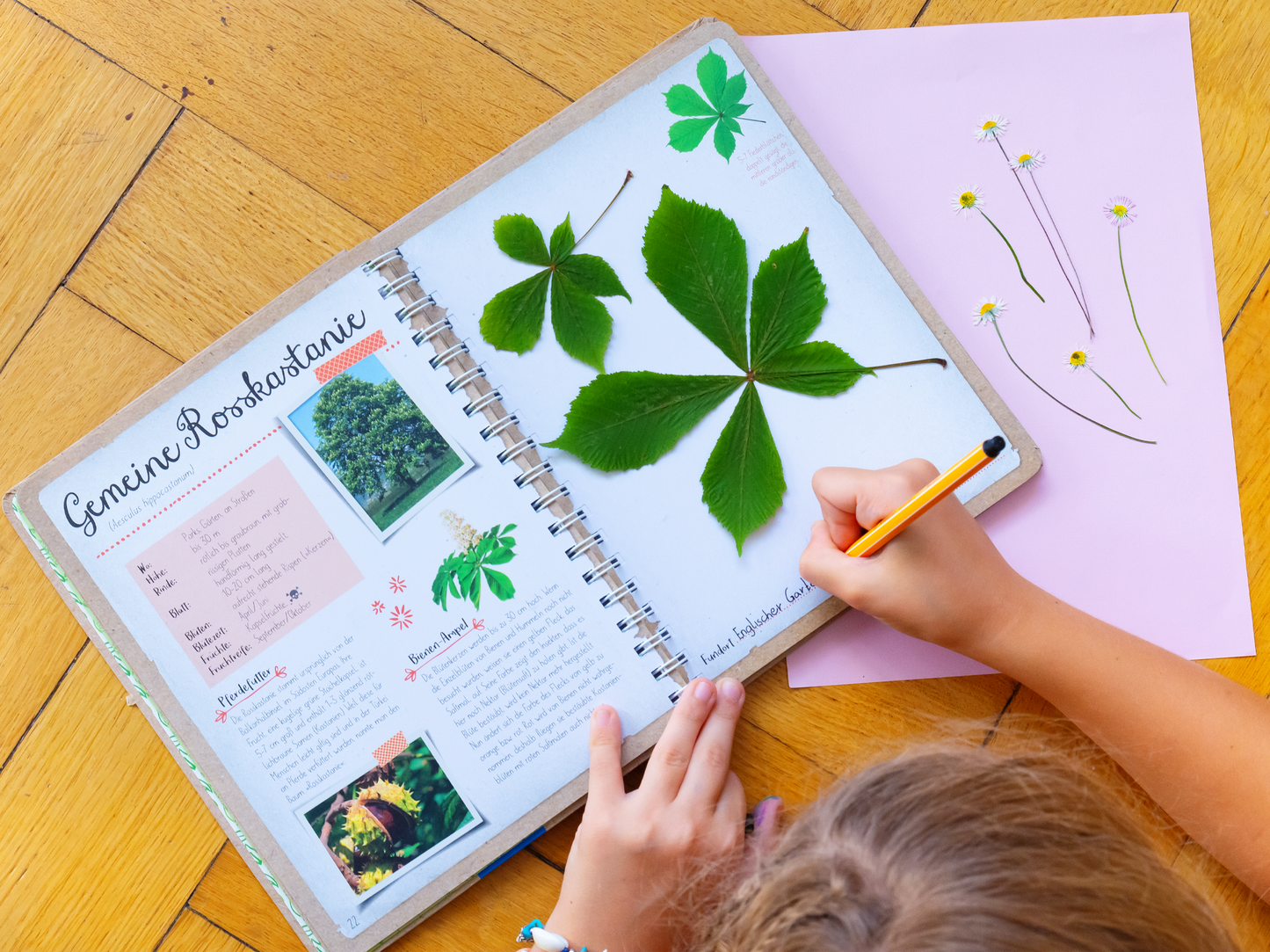 Gezeigt wird eine Innen- oder Zusatzansicht von „Naturforscher-Kids – Blüten und Blätter entdecken und sammeln“. Die Seite zeigt eine aufgeklappte, spiralförmige Broschüre mit unterschiedlichen Blättern, darunter die Gemeine Rosskastanie. Bunte Illustrationen und Fotografien ergänzen den Text. Die Farben sind überwiegend grün, braun und pastell, mit einer handschriftlichen Schriftart, die eine spielerische Atmosphäre schafft. Ein Kind hält einen Bleistift, während es Notizen...