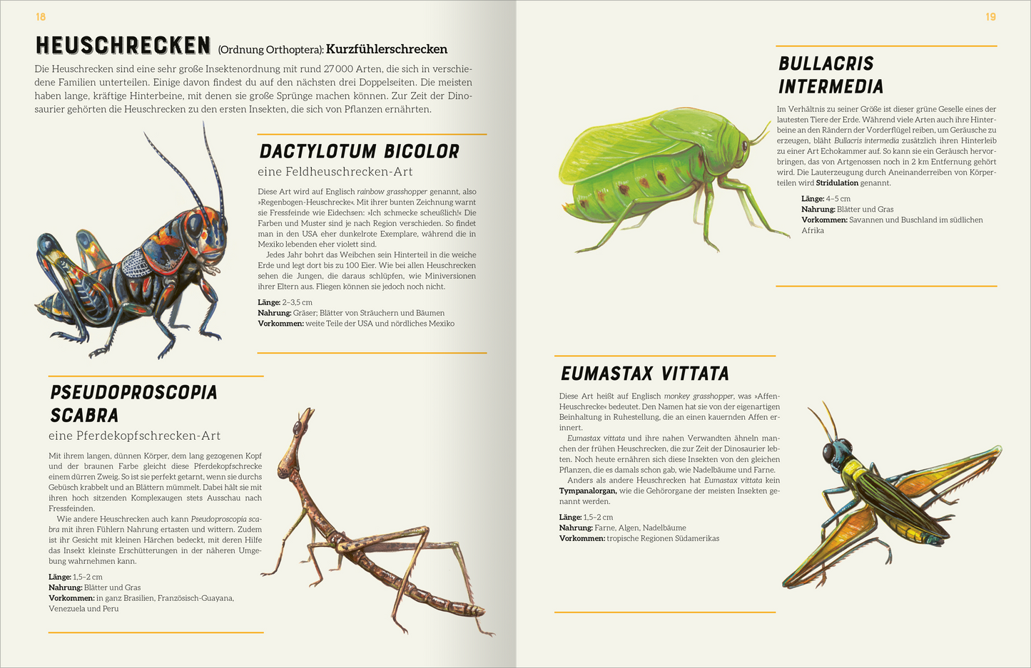 Gezeigt wird eine Innen- oder Zusatzansicht von „Das große Lexikon der Insekten“. Die Doppelseite zeigt verschiedene Heuschreckenarten, jeweils mit detailreichen Illustrationen in lebendigen Farben. Die Erklärtexte sind in einer klaren, gut lesbaren Schriftart dargestellt, wobei die Überschrift „HEUSCHRECKEN“ prominent in schwarz hervorgehoben ist. Unter jeder Abbildung finden sich die Namen der Arten in gelblichen Akzenten, ergänzt durch kurze Beschreibungen in neutralem Grau. Die...