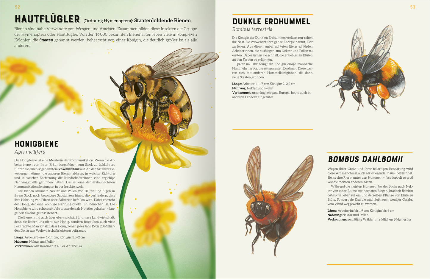 Gezeigt wird eine Innen- oder Zusatzansicht von „Das große Lexikon der Insekten“. Die Seite ist in sanften, hellen Farben gehalten, mit einem großen, detaillierten Bild einer Honigbiene, die auf einer gelben Blume sitzt. Neben der Illustration befinden sich zwei Textkästen in schwarz und grau, die die Arten Dunkle Erdhummel und Bombus Dahlbomii beschreiben. Die Typografie ist klar und gut lesbar, mit einer Mischung aus serifenlosen und serifenbetonten Schriftarten.