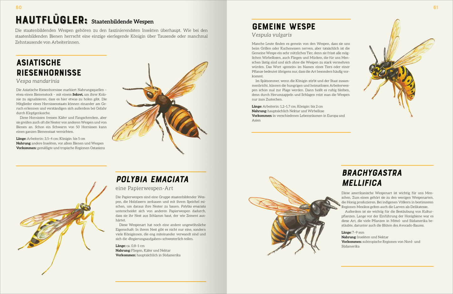 Gezeigt wird eine Innen- oder Zusatzansicht von „Das große Lexikon der Insekten“. Die Seite umfasst vier detaillierte Illustrationen von Insekten, darunter verschiedene Wespenarten. Die Bilder sind farbenfroh und zeigen die spezifischen Merkmale der Insekten, wie Flügel und Körperform. Die Typografie ist klar und modern, mit großen Überschriften in Orange und informativen Texten in Schwarz auf einem hellen Hintergrund. Die Anordnung fördert eine übersichtliche und ansprechende...
