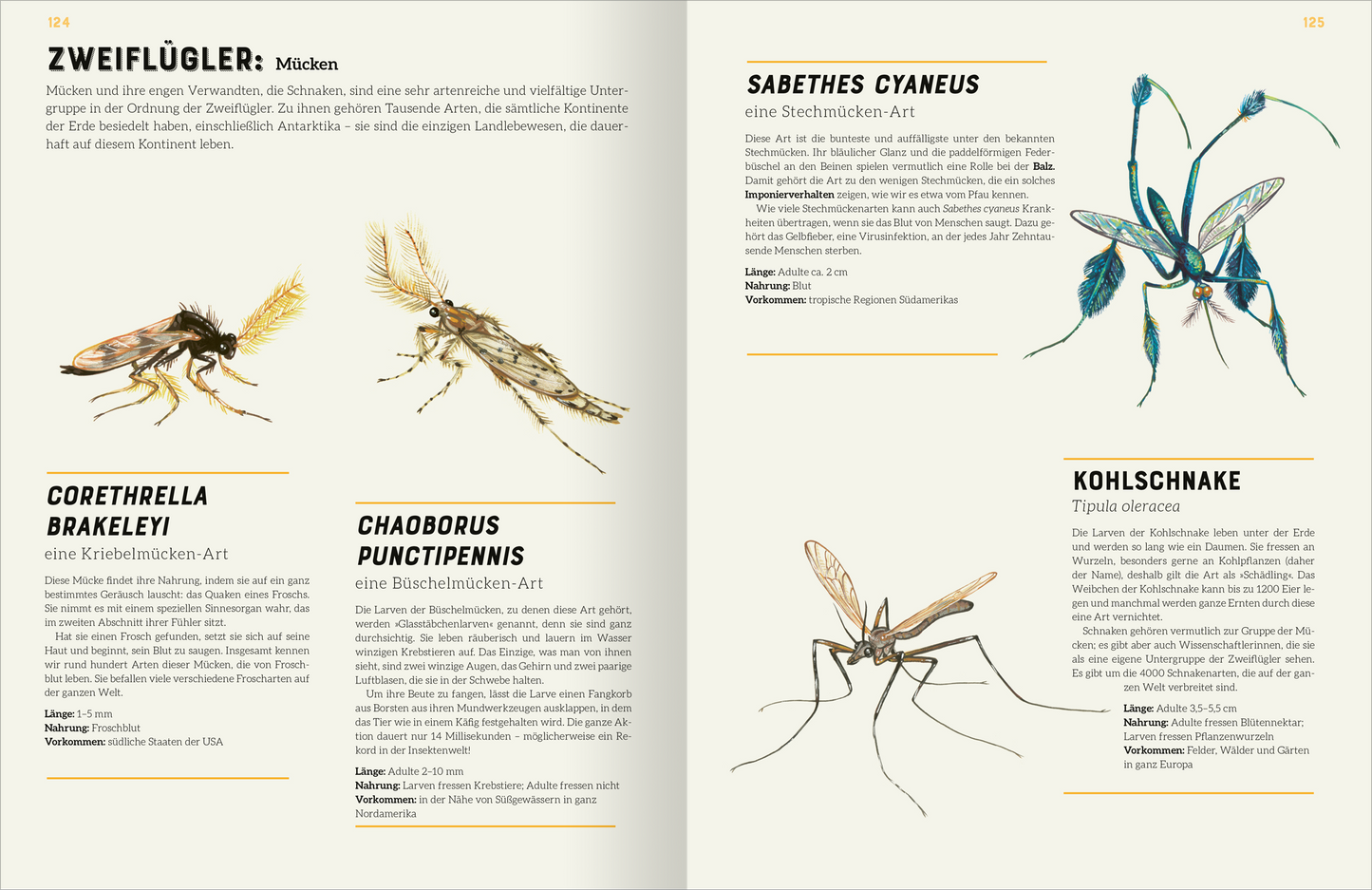 Gezeigt wird eine Innen- oder Zusatzansicht von „Das große Lexikon der Insekten“. Die Seite präsentiert vier Abbildungen verschiedener Mückenarten, darunter „Corethrella brakeleyi“ und „Sabethes cyaneus“. Jede Illustration ist detailreich und farbenfroh, ergänzt durch informativen Text in klarer, schwarzer Schrift. Überschriften sind in einem markanten Gelb gehalten. Der Hintergrund ist neutral, um die Illustrationen und die typografischen Elemente hervorzuheben.