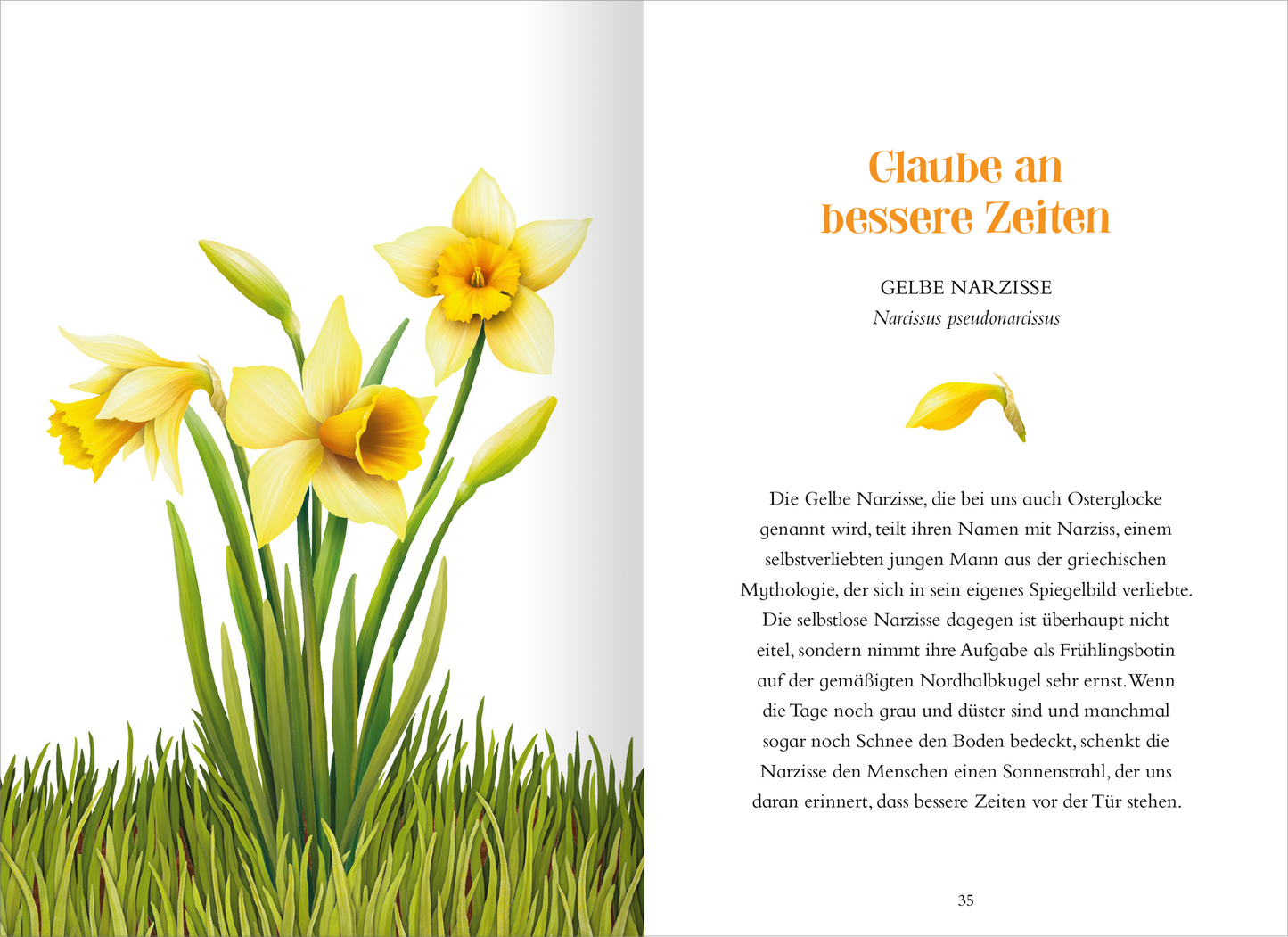 Gezeigt wird eine Innen- oder Zusatzansicht von „Das Geheimnis der Blumen“. Die Seite zeigt eine gelbe Narzisse mit mehreren Blüten, platziert auf einer grünen Wiese. Der Titel „Glaube an bessere Zeiten“ ist in orangefarbener, hervorstechender Schrift dargestellt. Der Text dazu beschreibt die Blume und ihre Symbolik in einer klaren Schwarzschrift, die gut lesbar ist. Die Kombination aus kräftigen Farben und ansprechender Typografie vermittelt eine fröhliche und hoffnungsvolle...